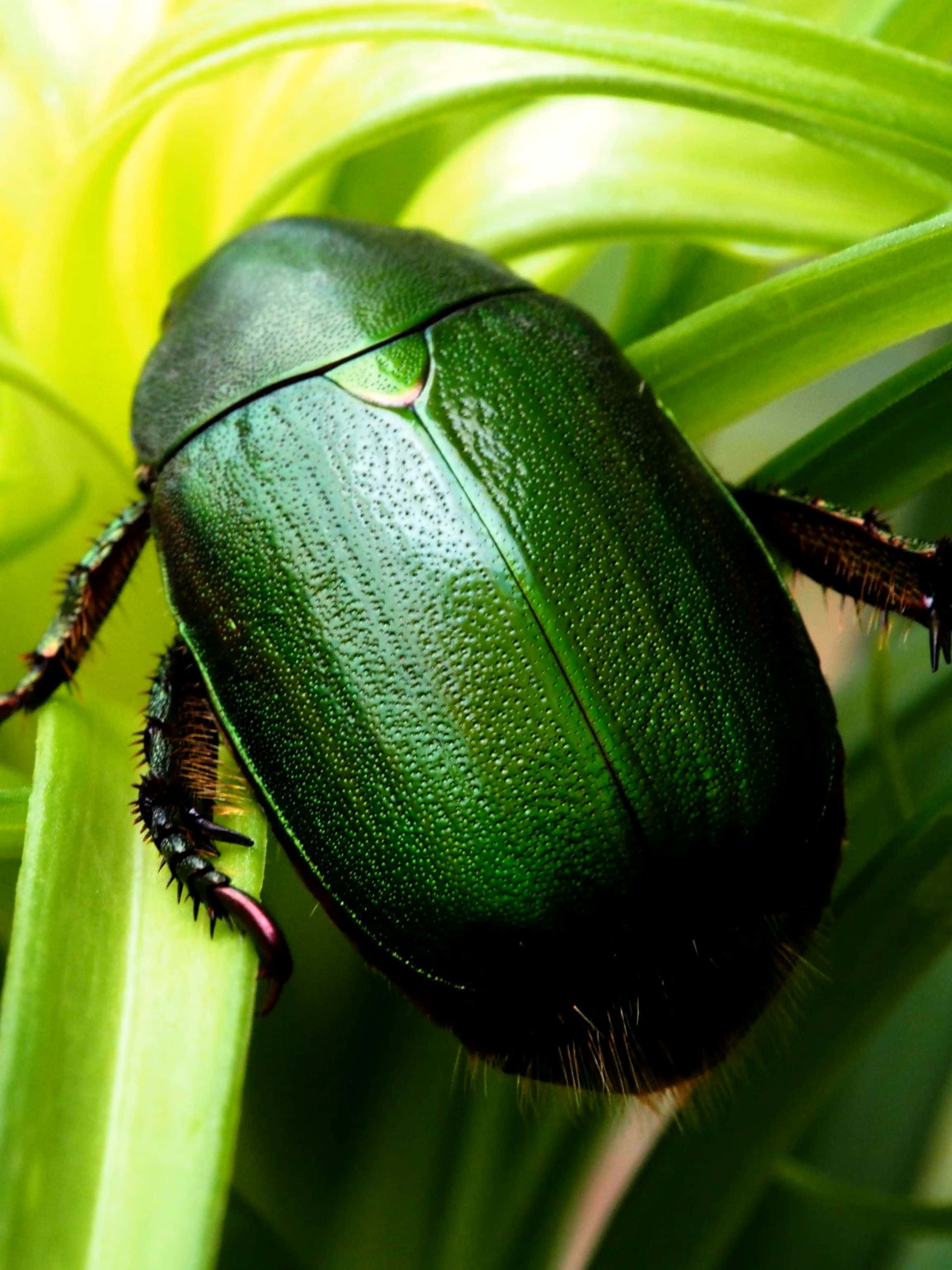 green scarab beetle, metallic green, textured shell, 2K Phone Wallpaper