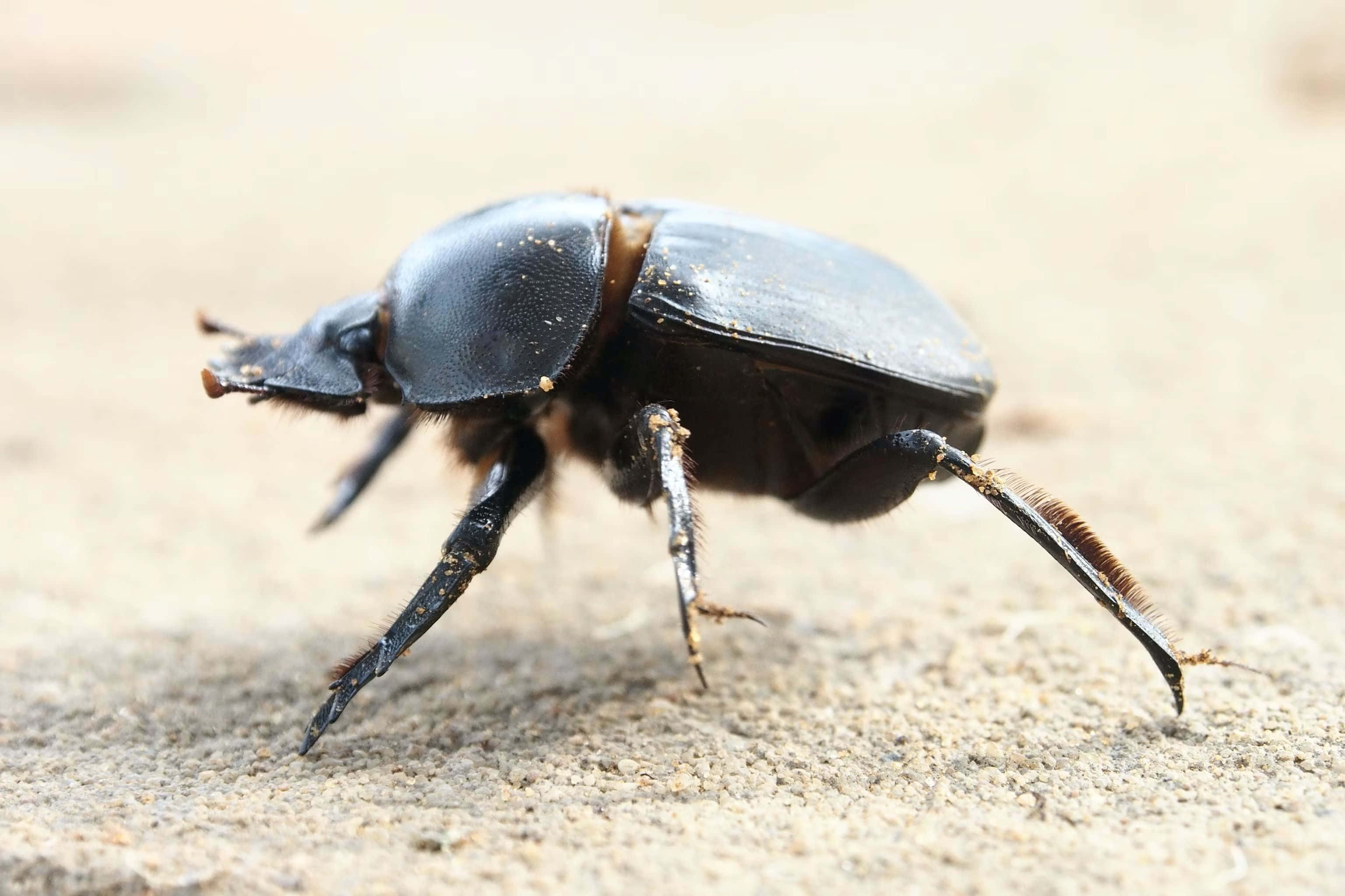 Scarab Beetle, glossy black, textured sand, 2K Desktop Wallpaper