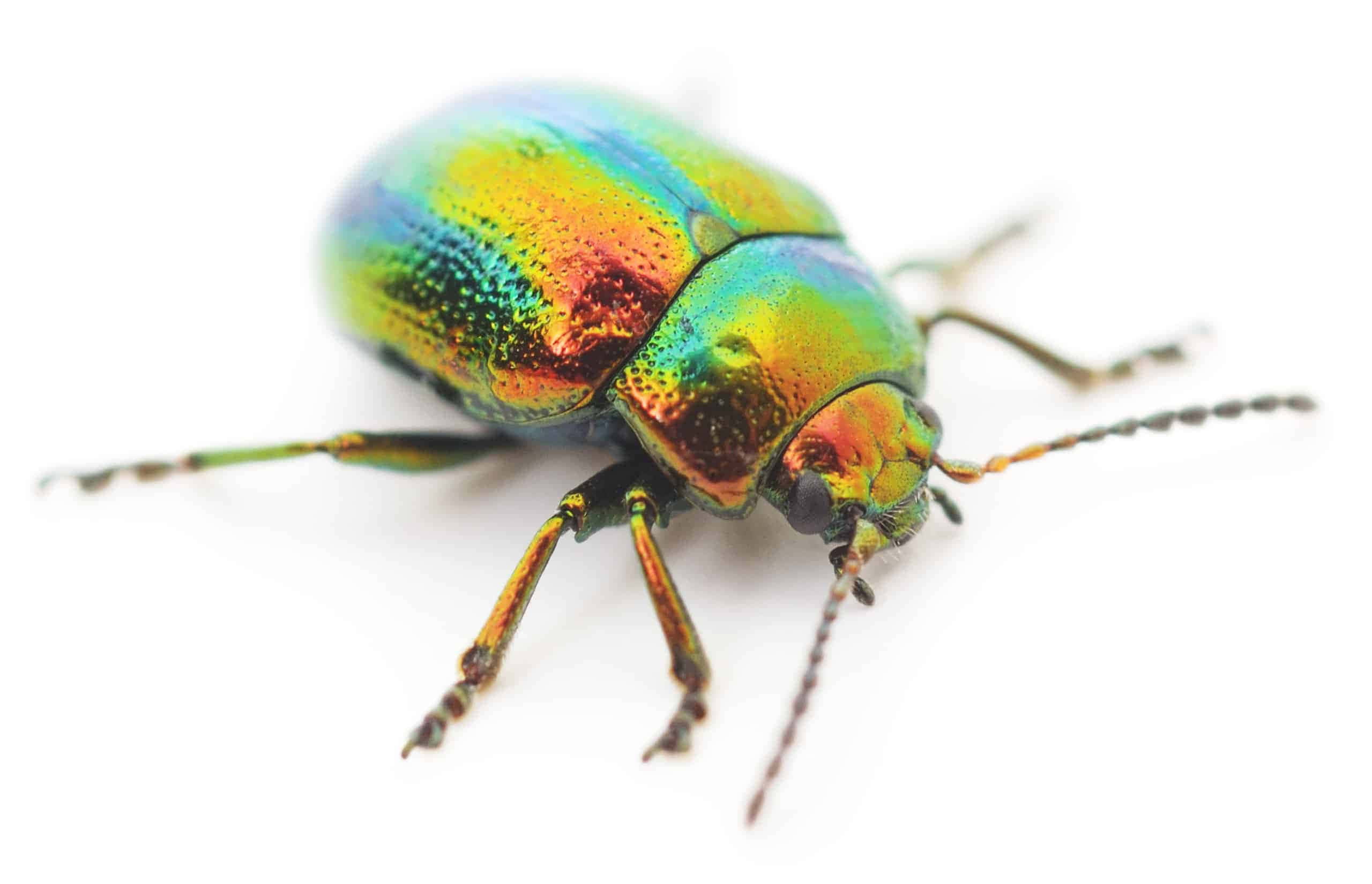 colorful scarab beetle, metallic iridescent beetle, vibrant rainbow hues, 2K Desktop Wallpaper