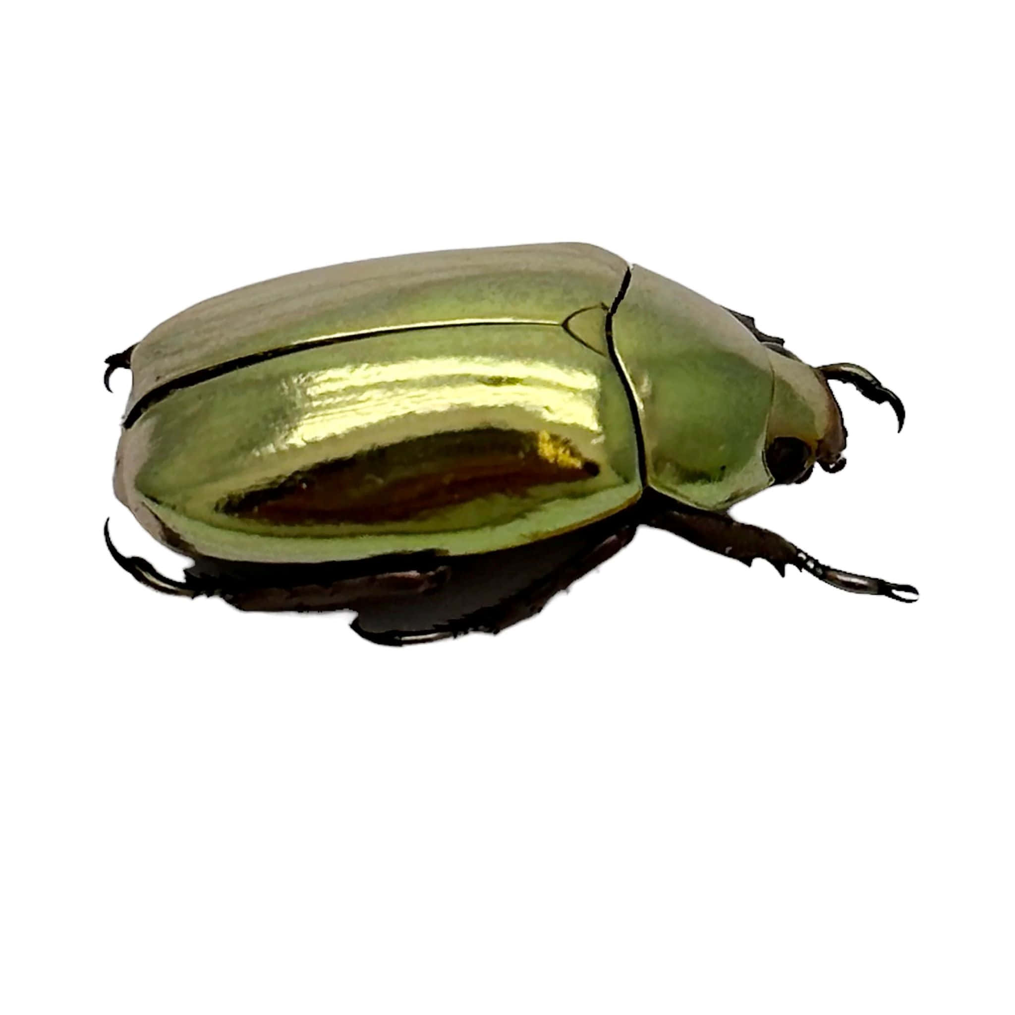 Golden Scarab Beetle, metallic gold, iridescent shell, Full HD Desktop Wallpaper