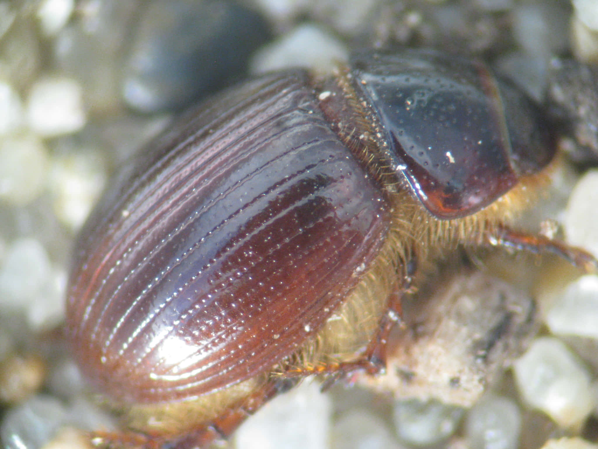scarab beetle, shiny brown, fine hairs, Full HD Desktop Wallpaper