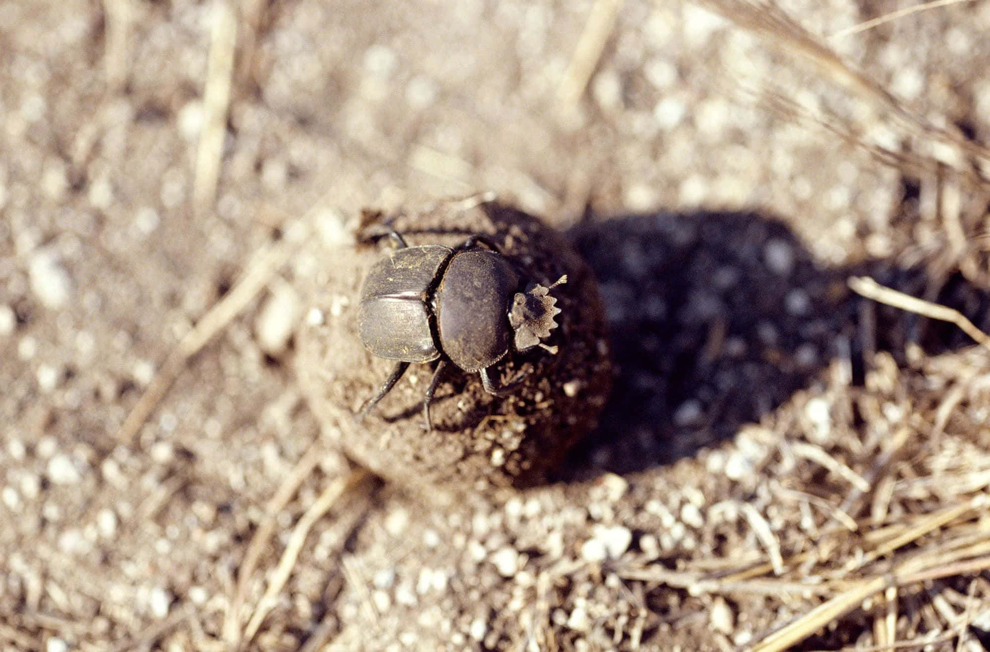 Scarab Beetle, dung ball, dark brown, Full HD Desktop Wallpaper