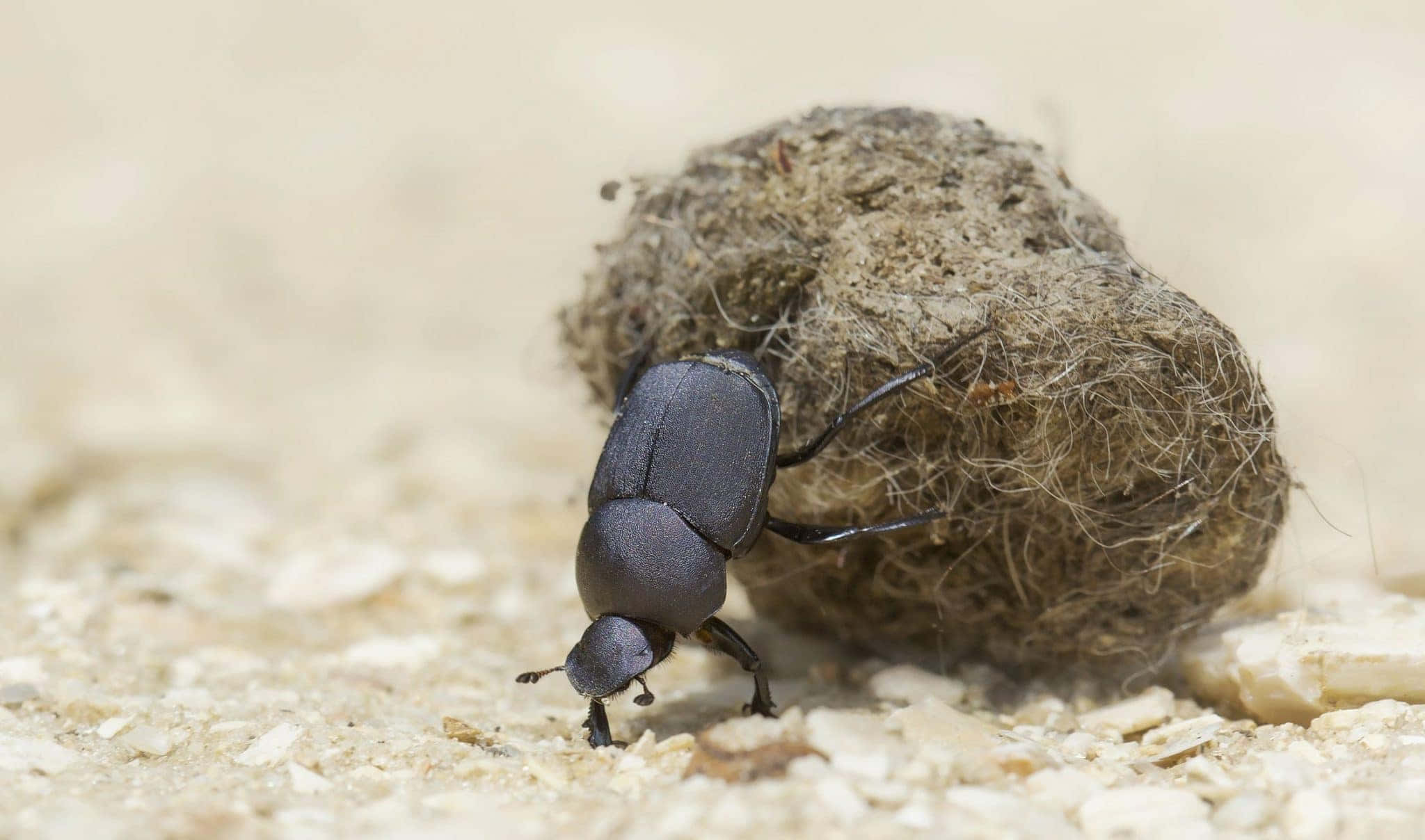 Scarab Beetle, dung ball, sandy ground, Full HD Desktop Wallpaper