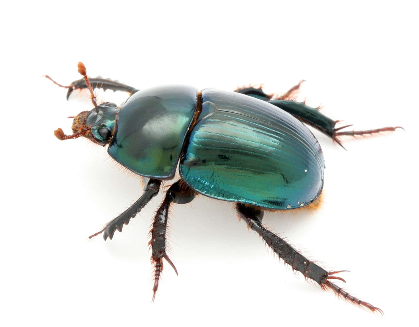 shiny scarab beetle, metallic blue-green, detailed legs, HD Desktop Wallpaper
