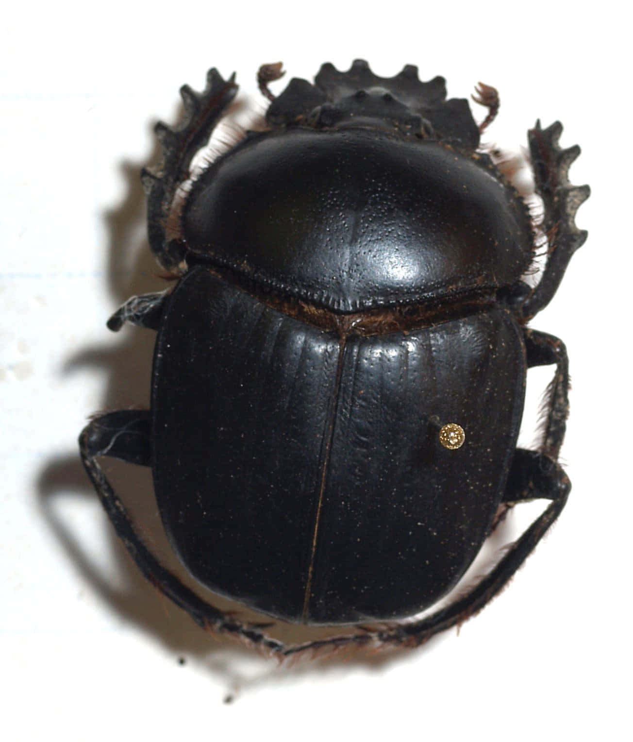 Black Scarab Beetle, glossy black, serrated edges, HD Phone Wallpaper
