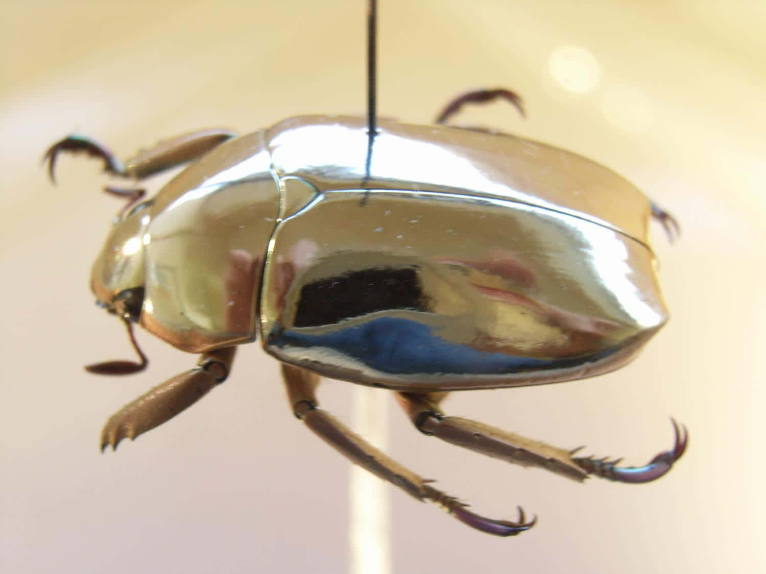 metallic gold beetle, polished shell, soft beige background, HD Desktop Wallpaper
