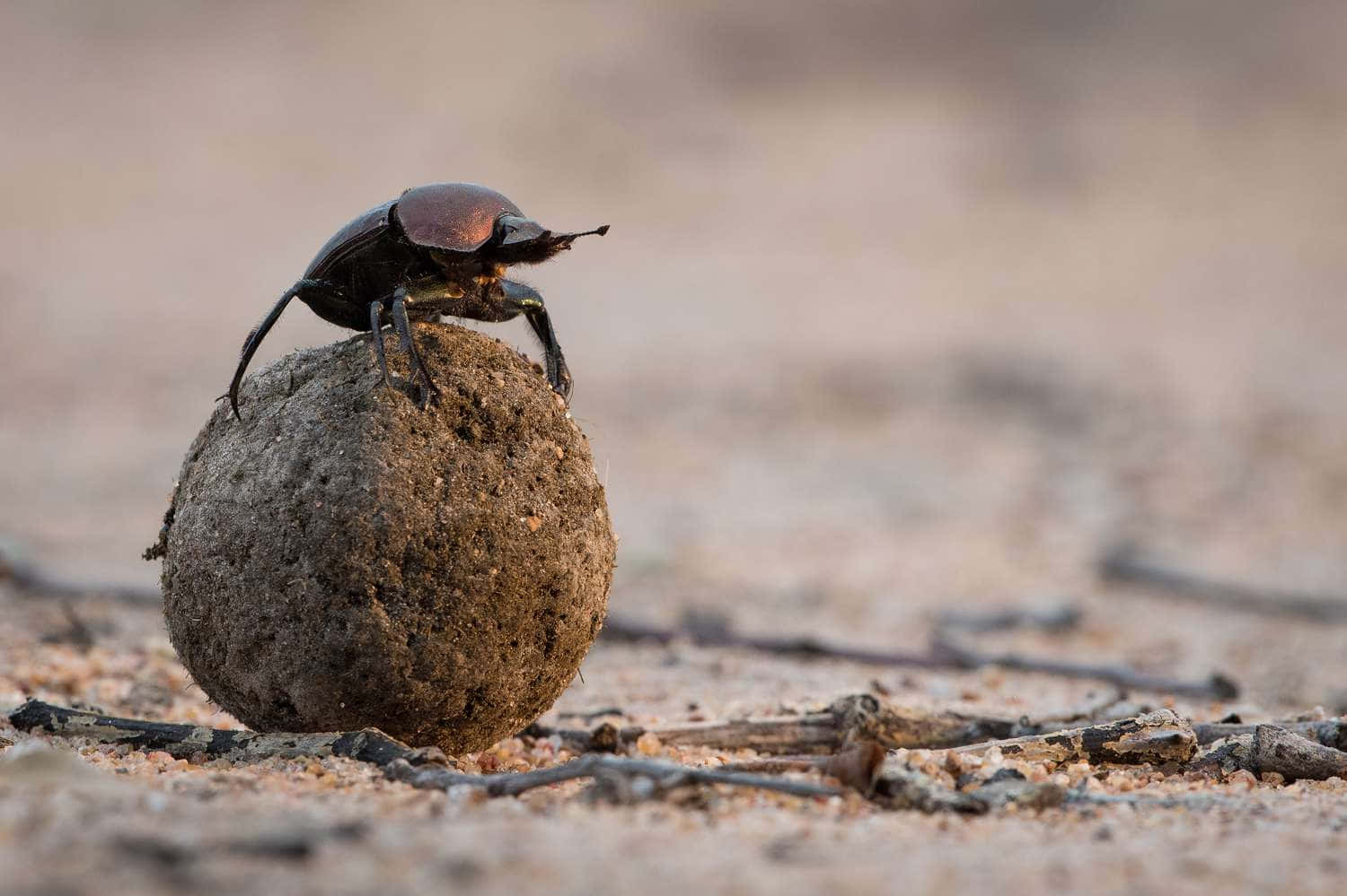 scarab beetle, dung ball, sandy ground, HD Desktop Wallpaper