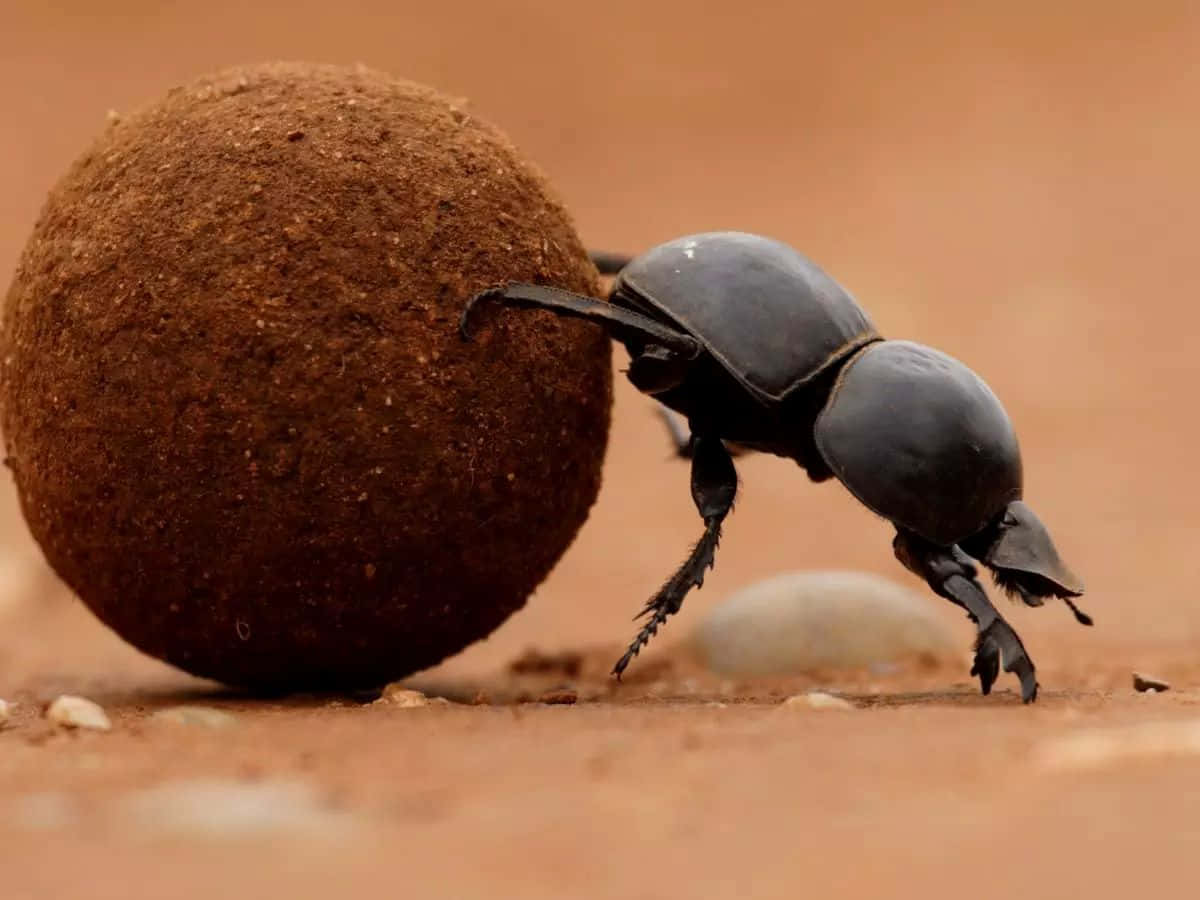 Scarab Beetle, dung ball, black, SD Desktop Wallpaper
