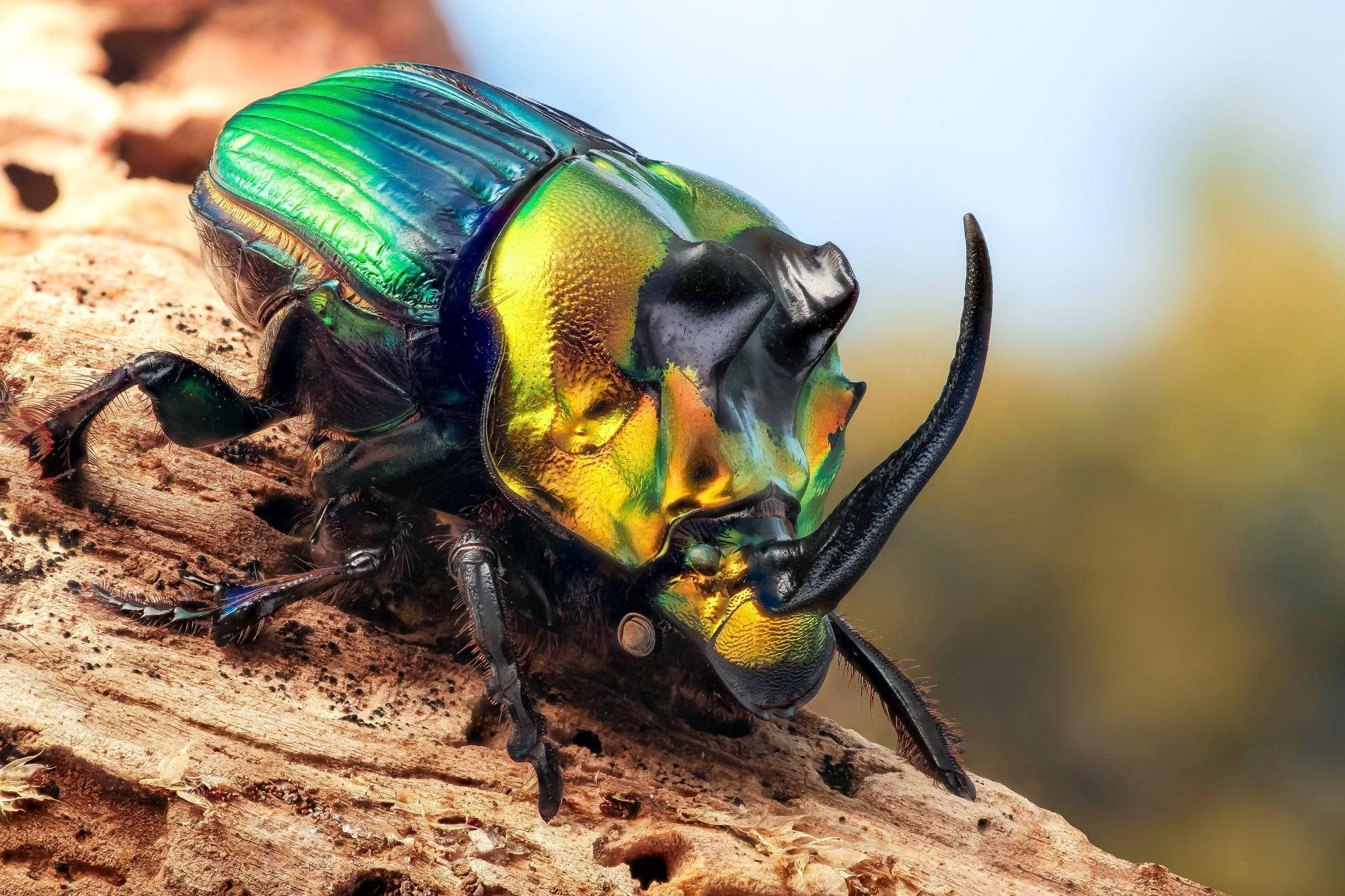 American Dung Beetle, rainbow scarab, iridescent beetle, Full HD Desktop Wallpaper