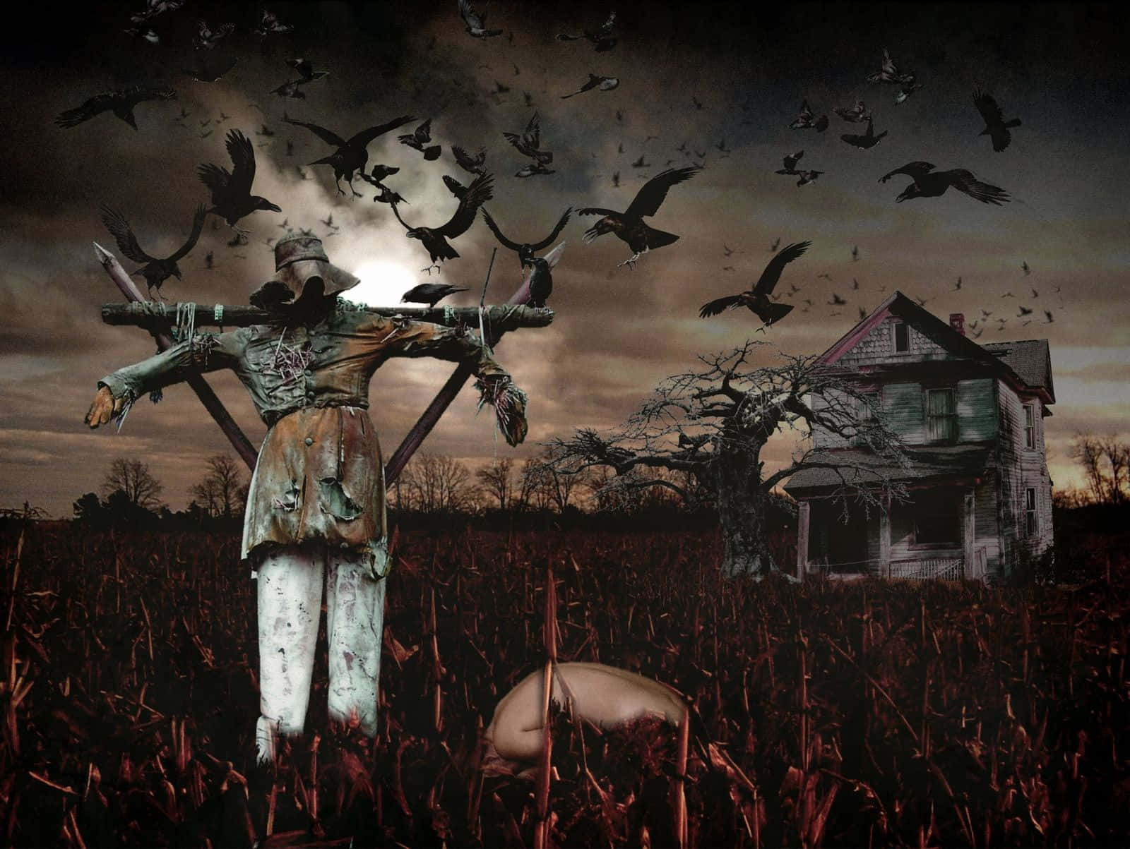 scarecrows, field of tall corn, crows, HD Desktop Wallpaper