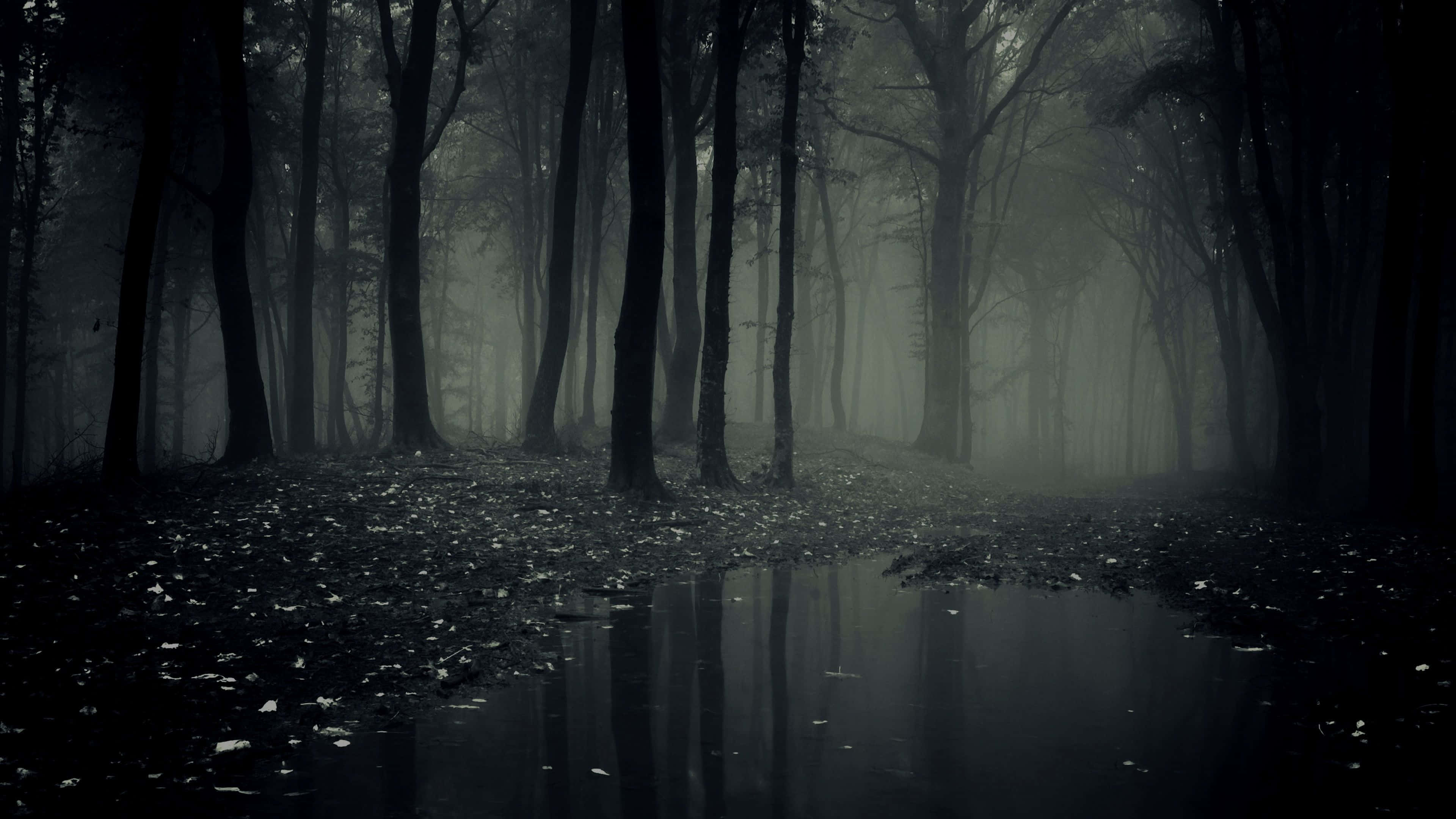 Misty forest, Night, Tall trees, 4K Desktop Wallpaper
