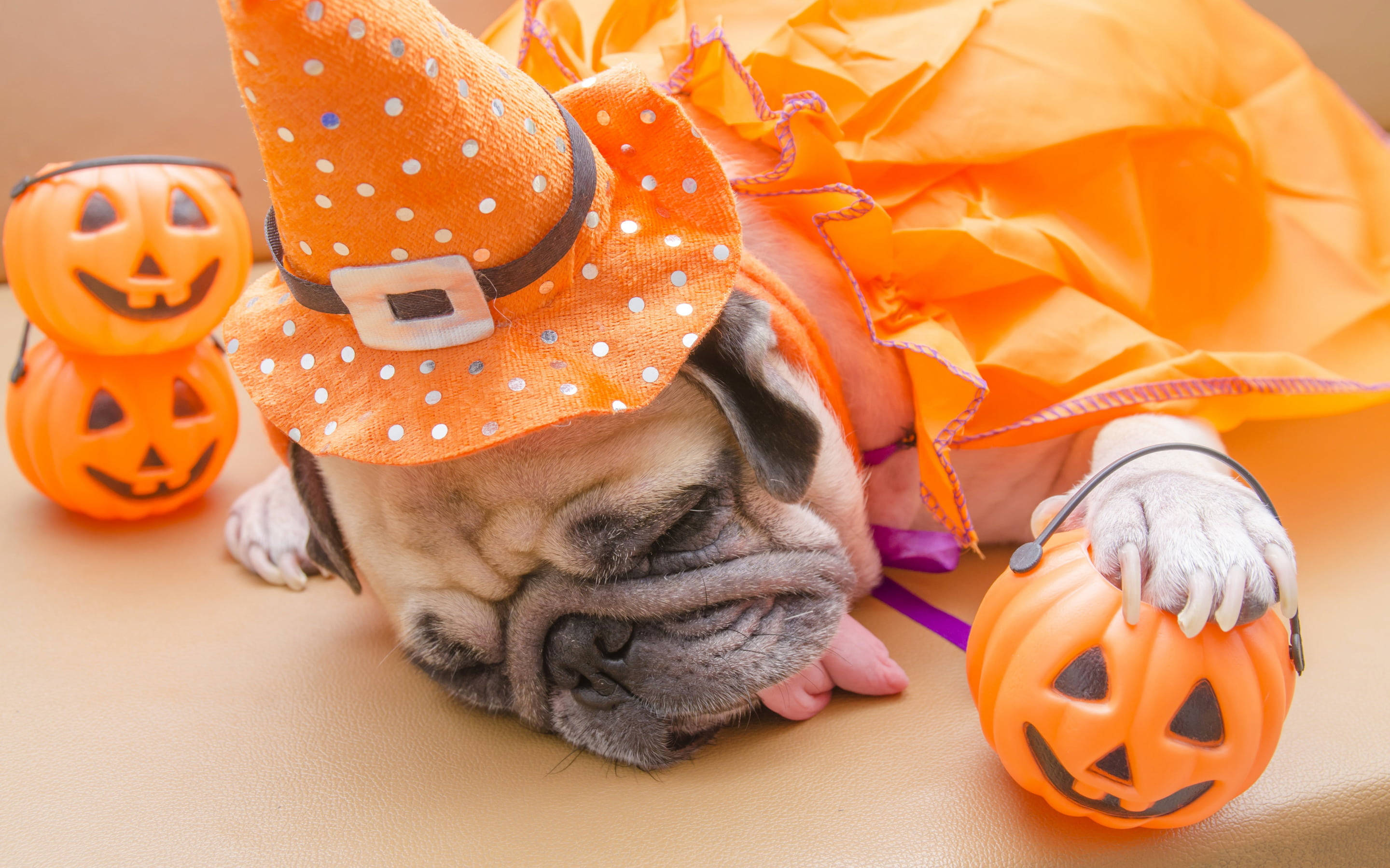 pug, orange polka-dot witch costume, plastic jack-o'-lanterns, 2K Desktop Wallpaper