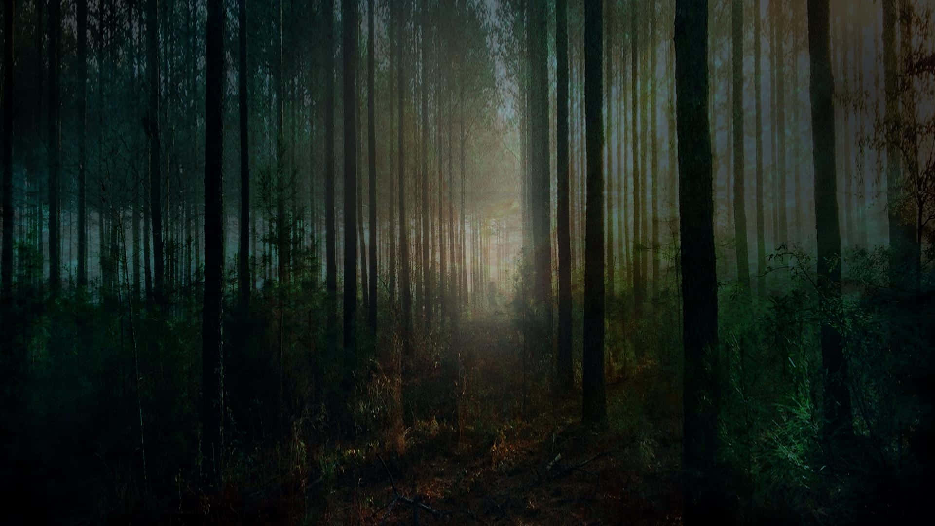 Halloween, forest, tall trees, Full HD Desktop Wallpaper
