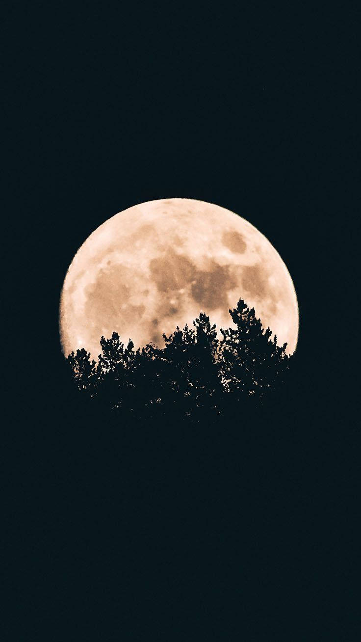 scary halloween iphone, full moon, pine trees, HD Phone Wallpaper