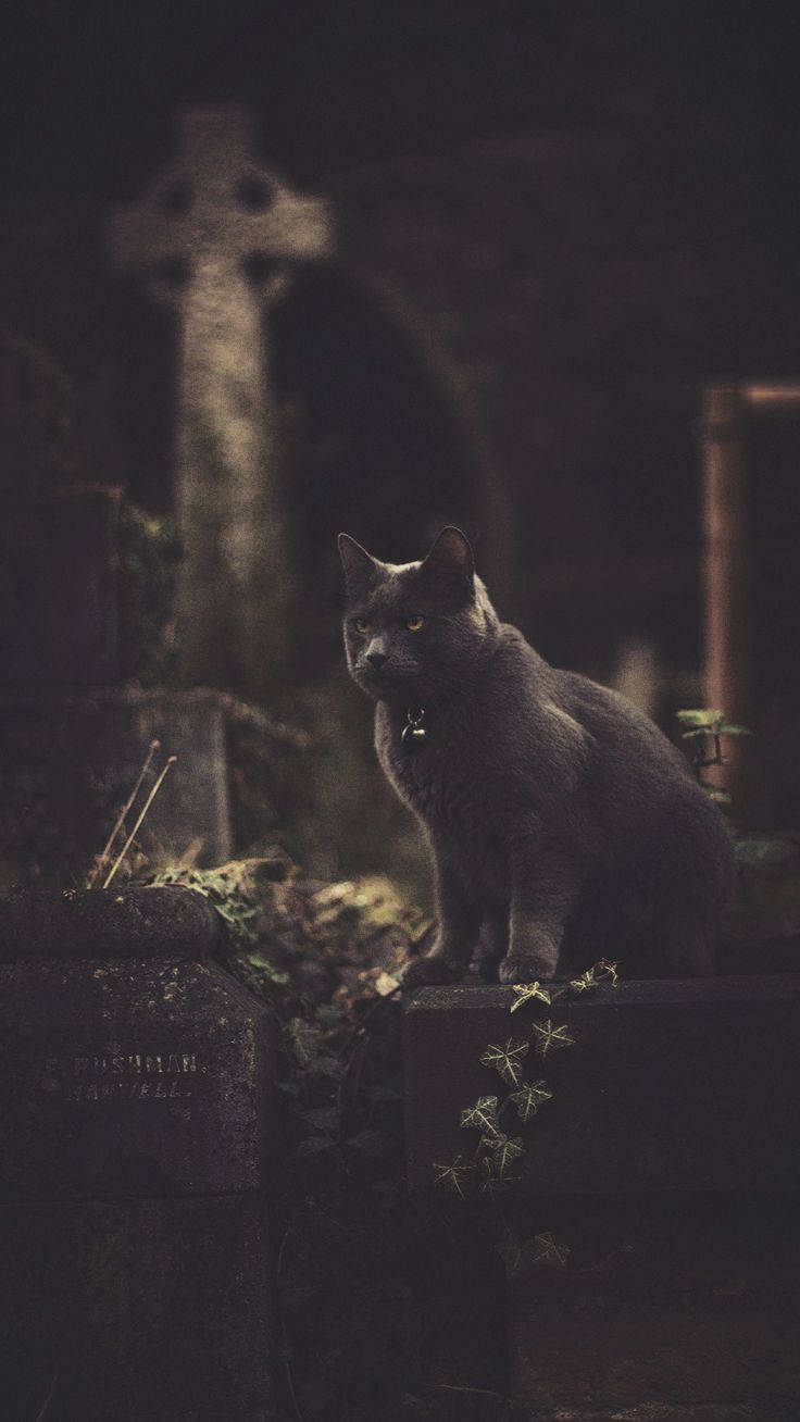 Scary Halloween iPhone, gray cat, glowing eyes, HD Phone Wallpaper