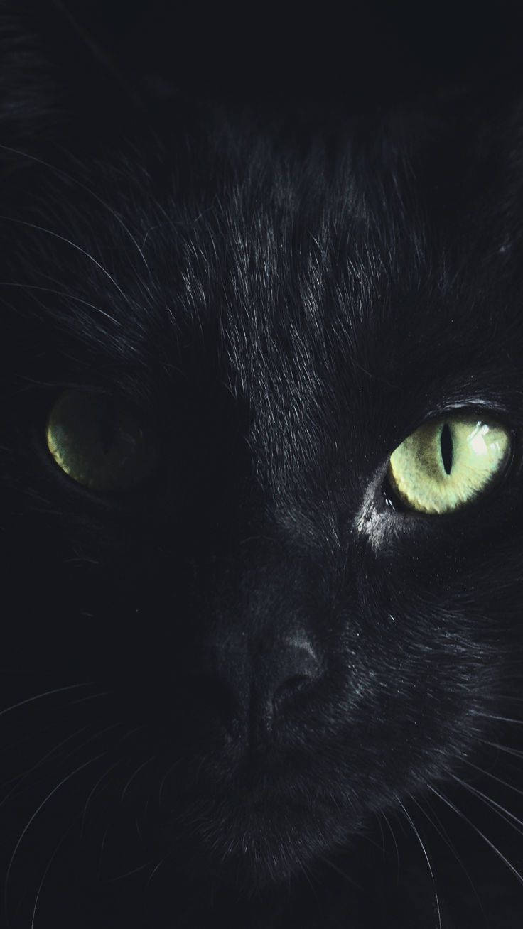 black cat, glowing green eyes, dark setting, HD Phone Wallpaper