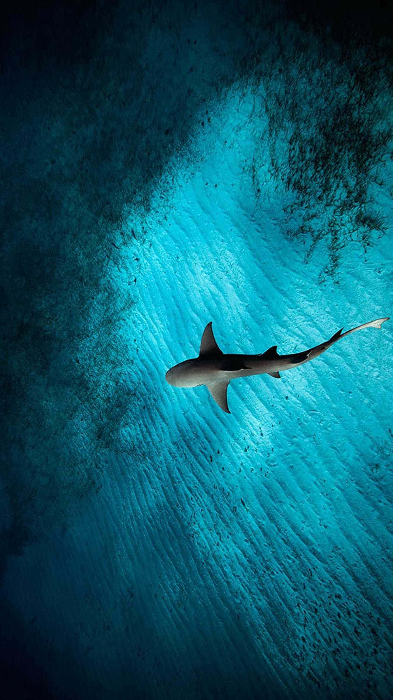Scary Shark, turquoise waters, sunlit surface, Full HD Phone Wallpaper