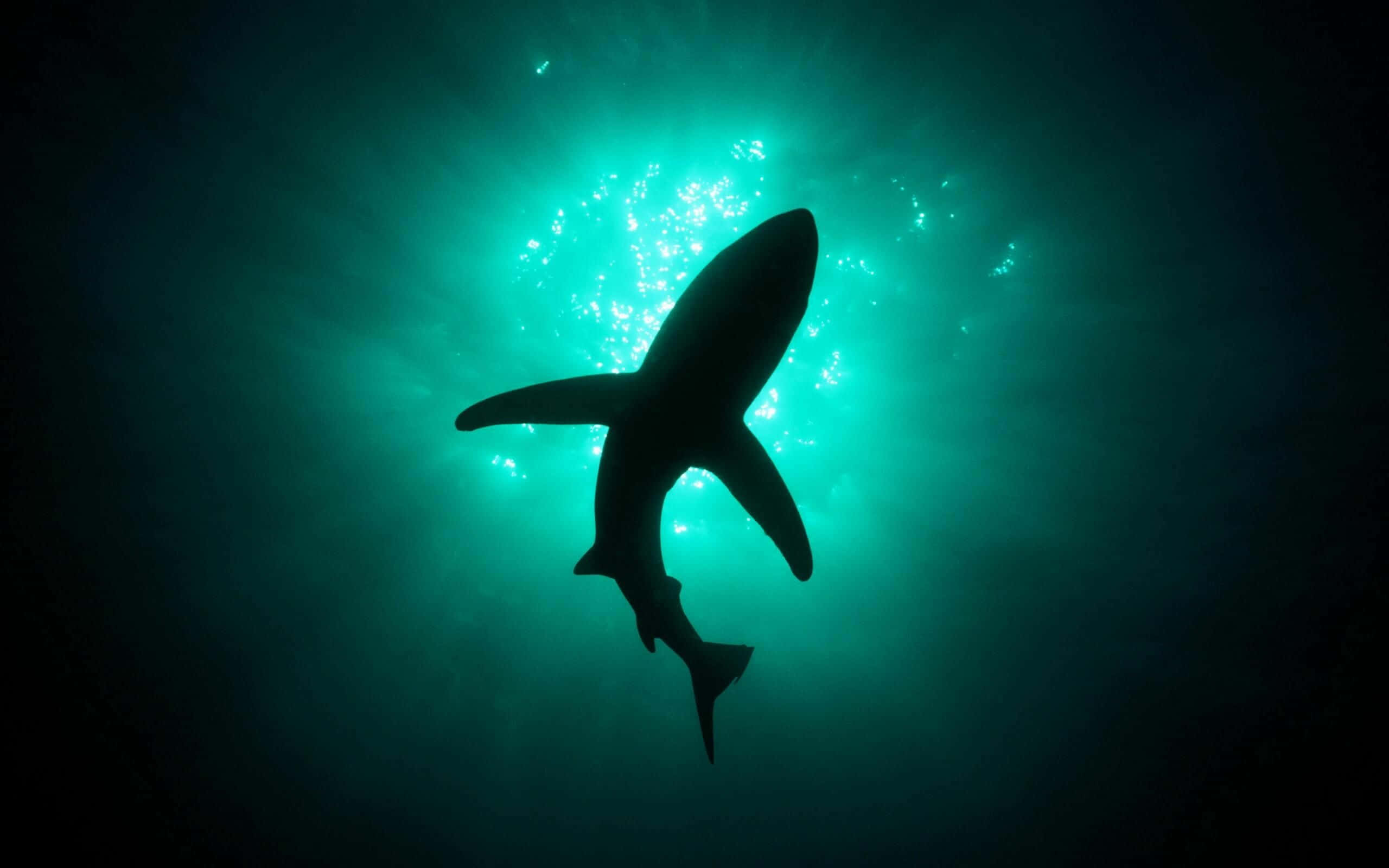 Scary Shark, green waters, glowing turquoise water, 2K Desktop Wallpaper