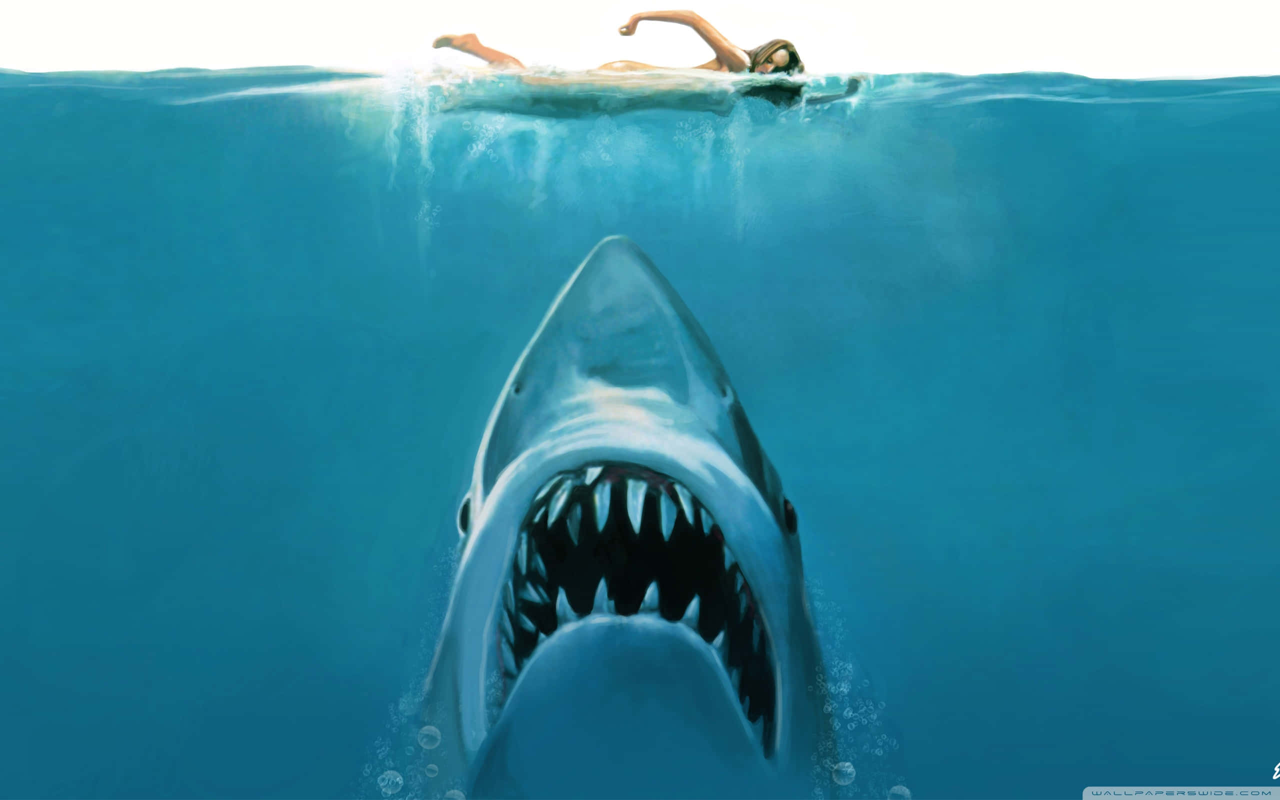 Scary Shark, swimmer, ocean surface, 2K Desktop Wallpaper