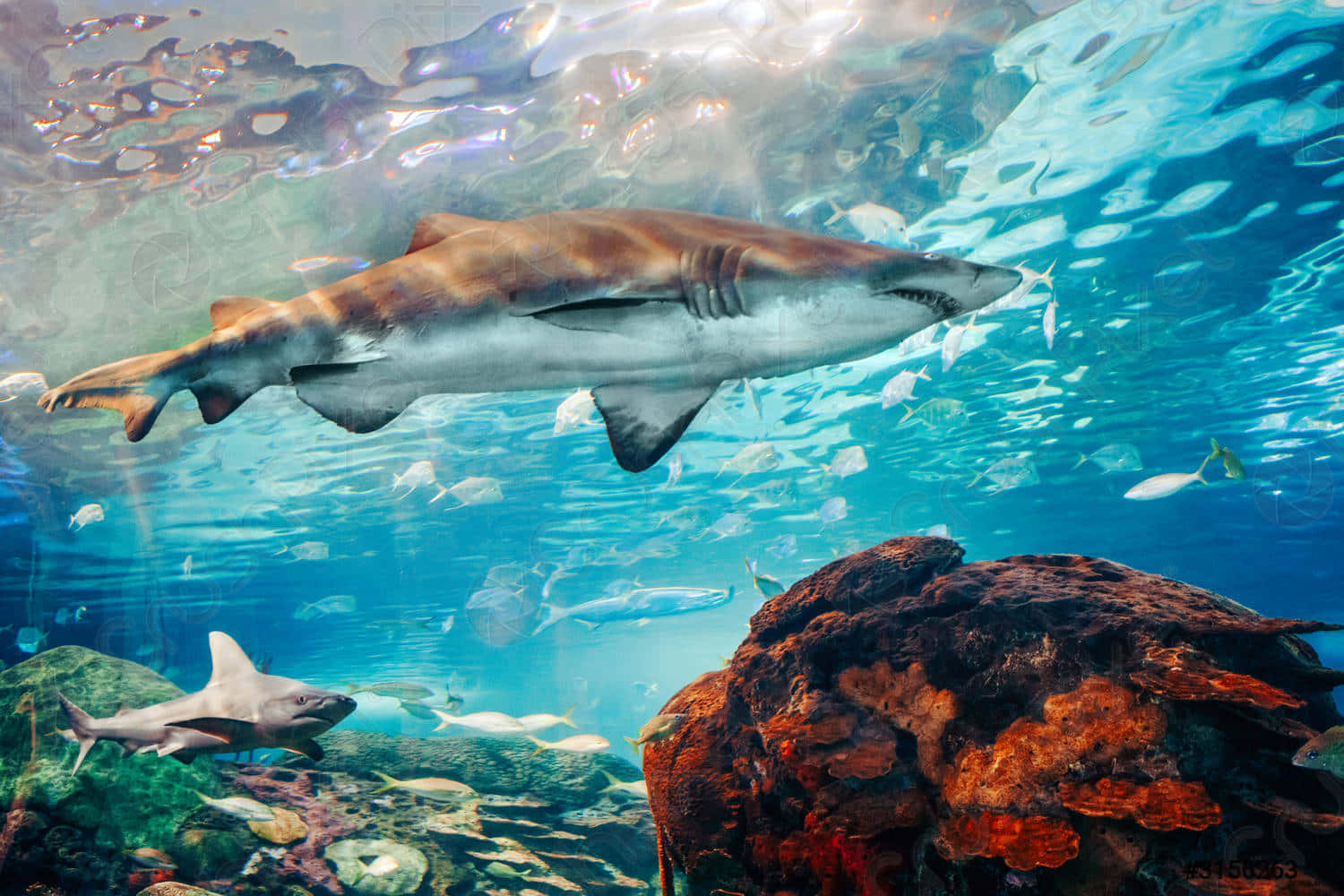 Scary Shark, tiger shark, clear blue water, HD Desktop Wallpaper