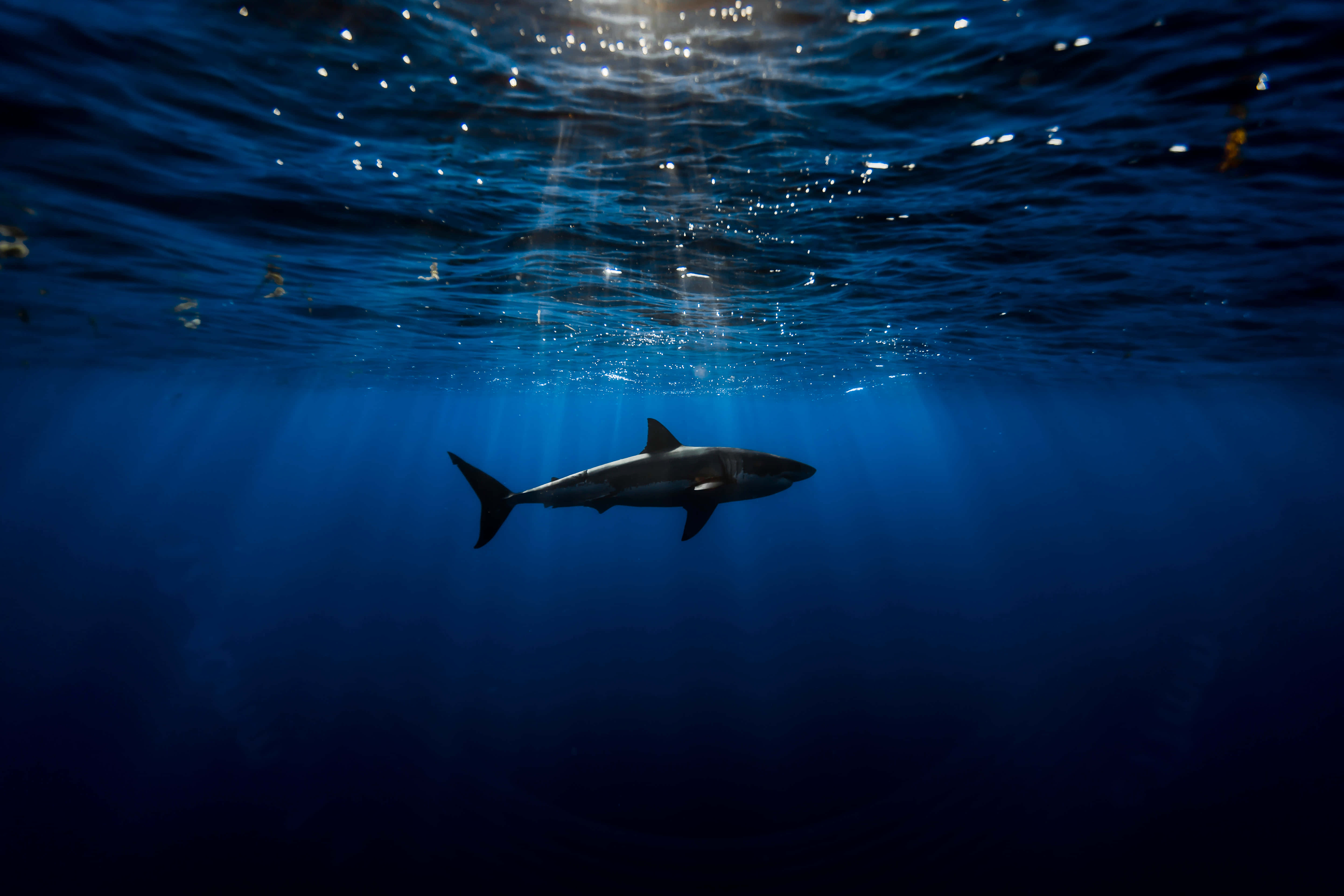 Scary Shark, deep blue ocean waters, sunlight, 5K Desktop Wallpaper