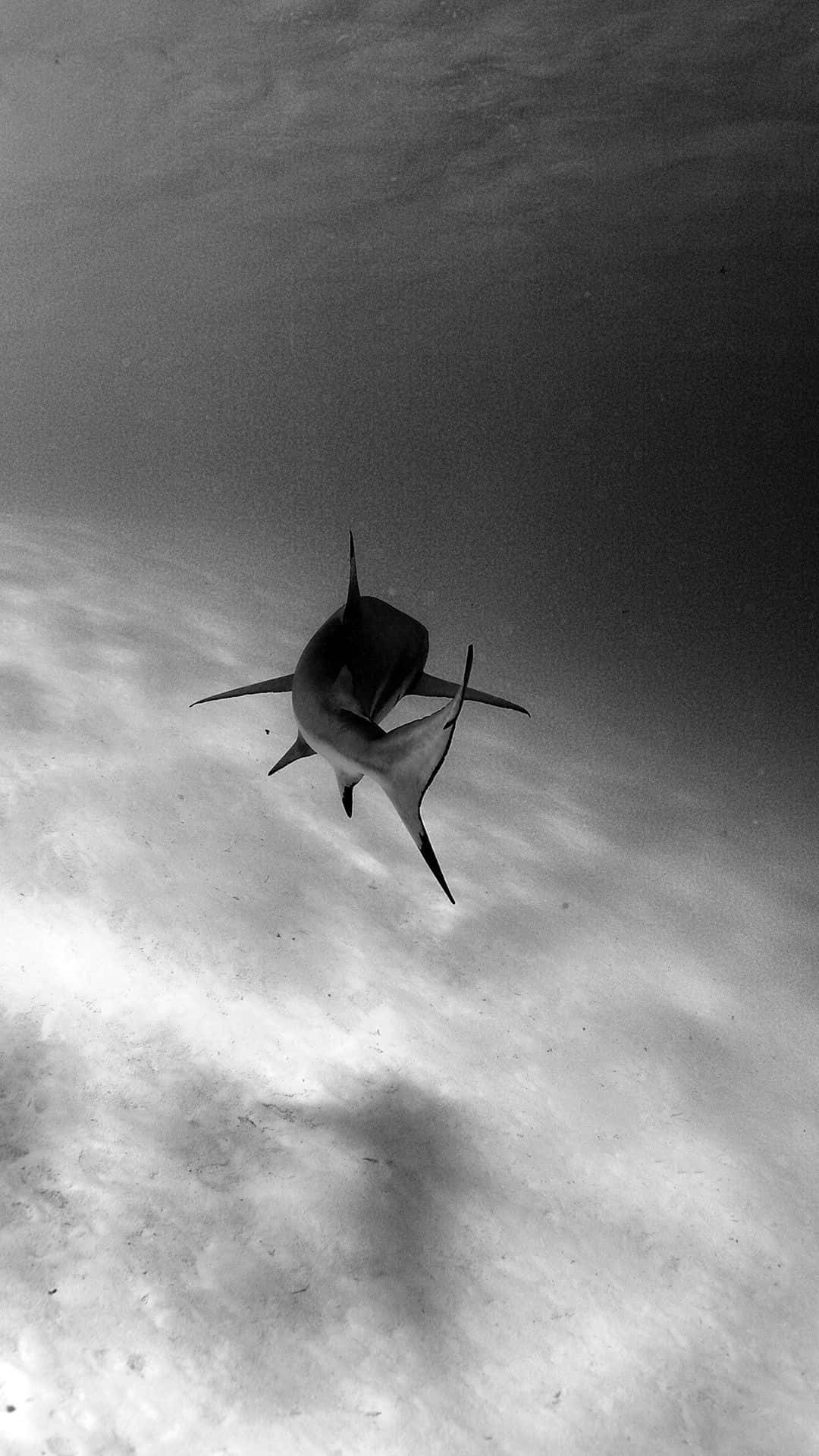 shark, black and white, underwater shot, Full HD Phone Wallpaper