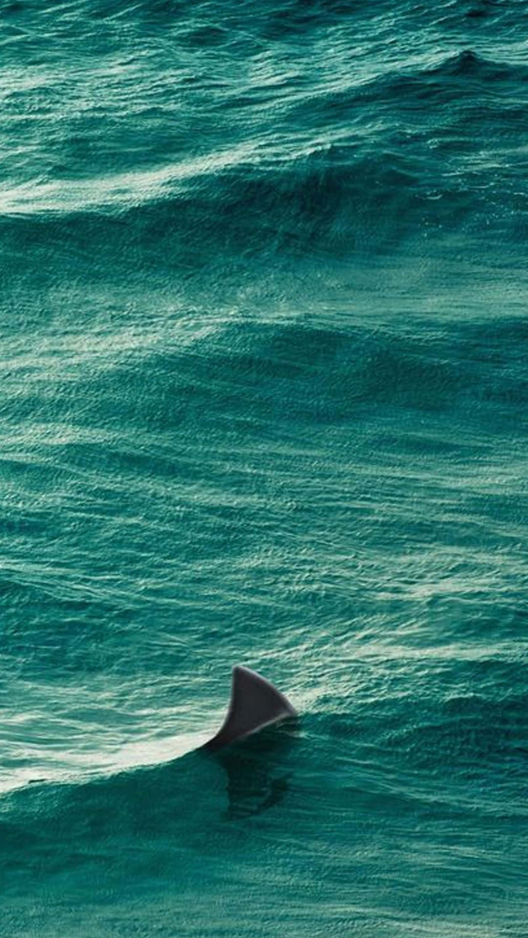shark, turquoise ocean, underwater scene, Full HD Phone Wallpaper