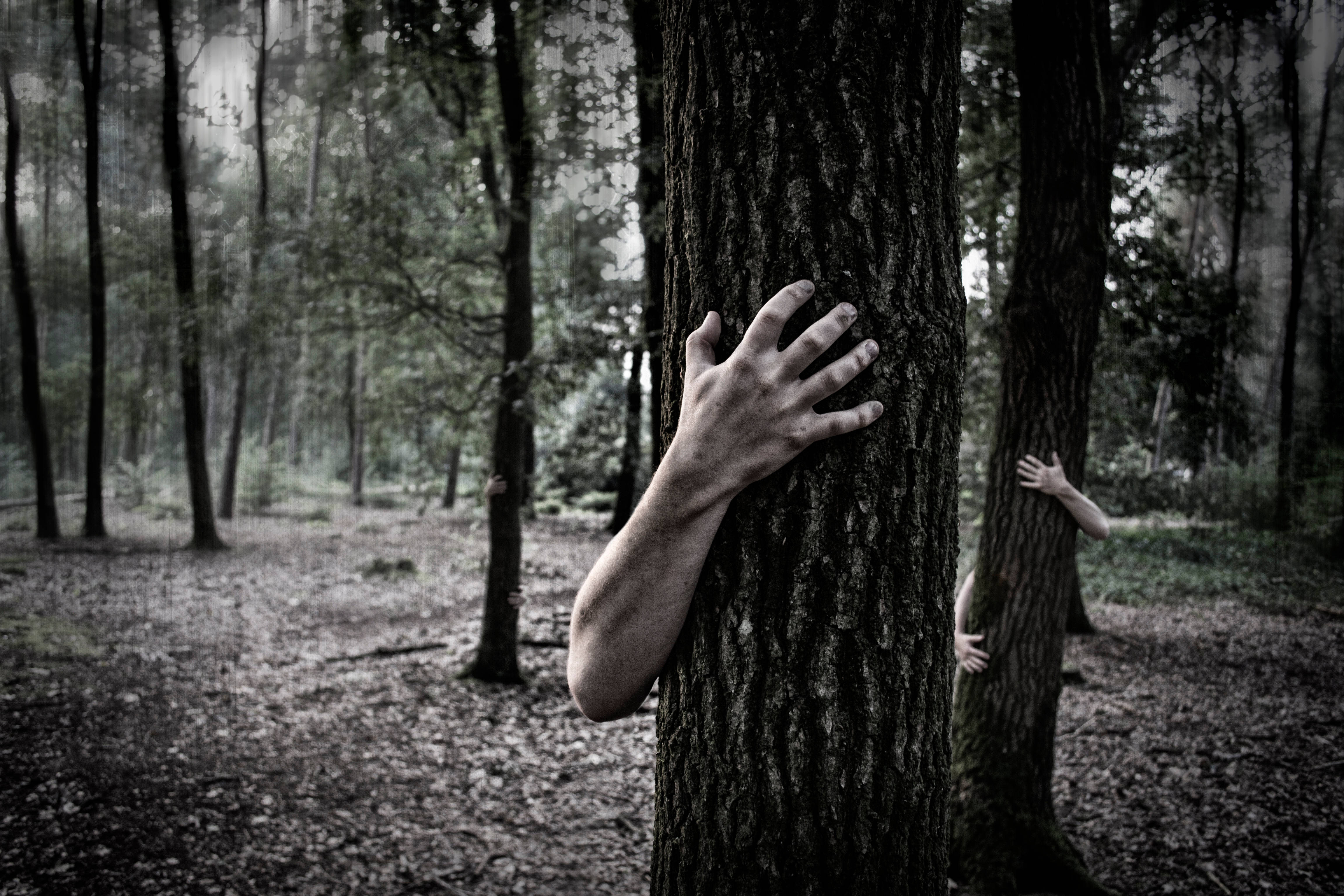 ghostly hands, tree trunks, misty forest, 4K Desktop Wallpaper
