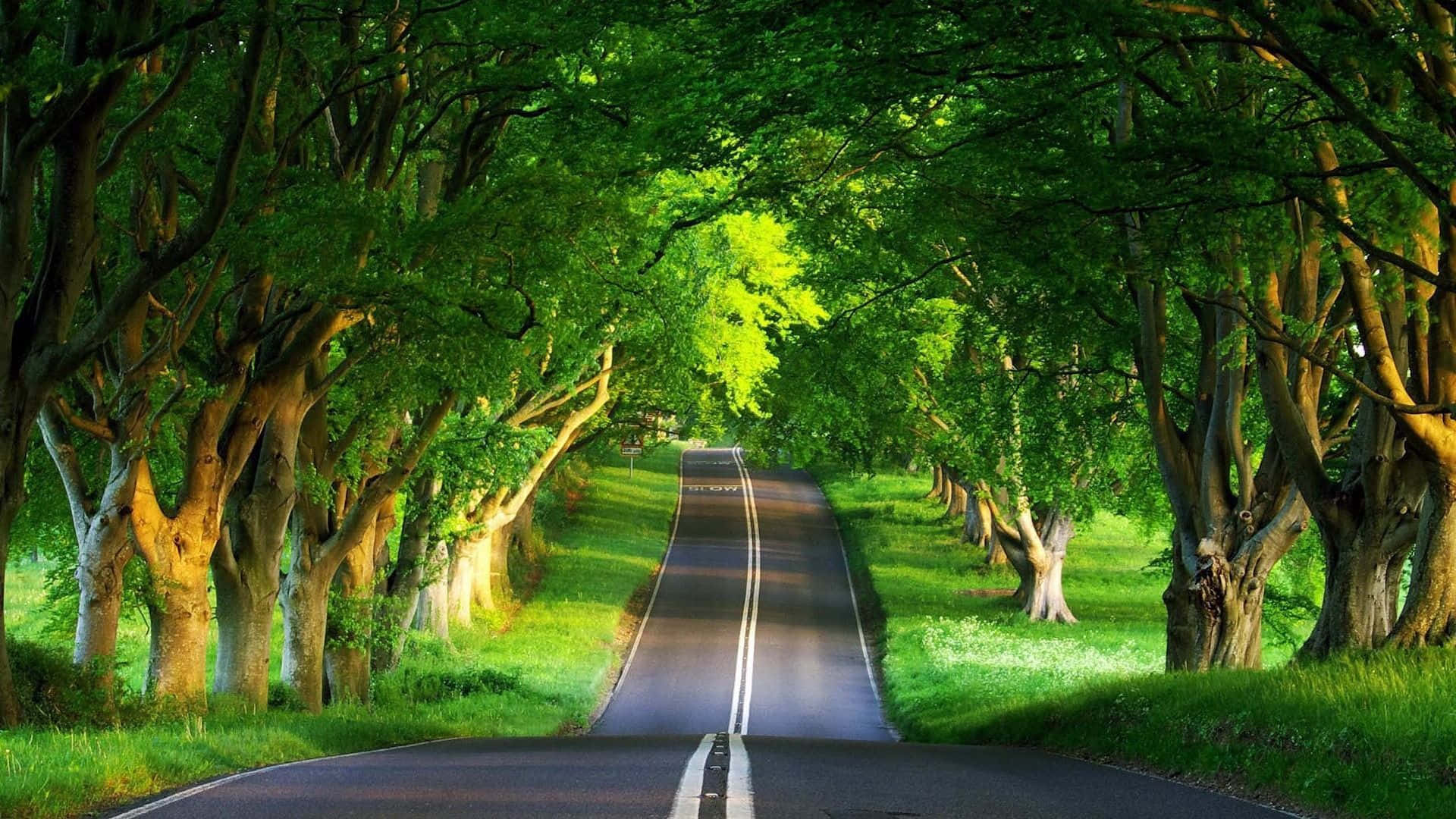 green road, winding asphalt road, lush green tunnel, Full HD Desktop Wallpaper