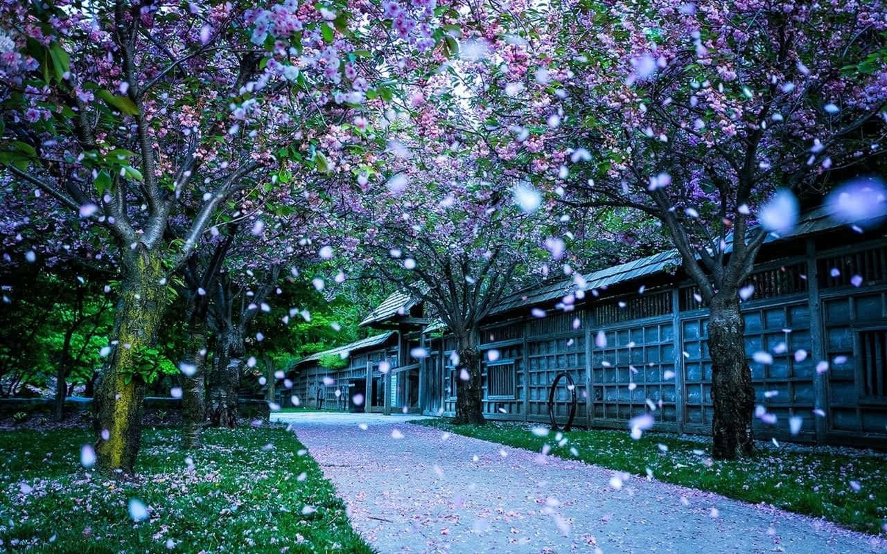 cherry blossoms, snow, serene path, HD Desktop Wallpaper