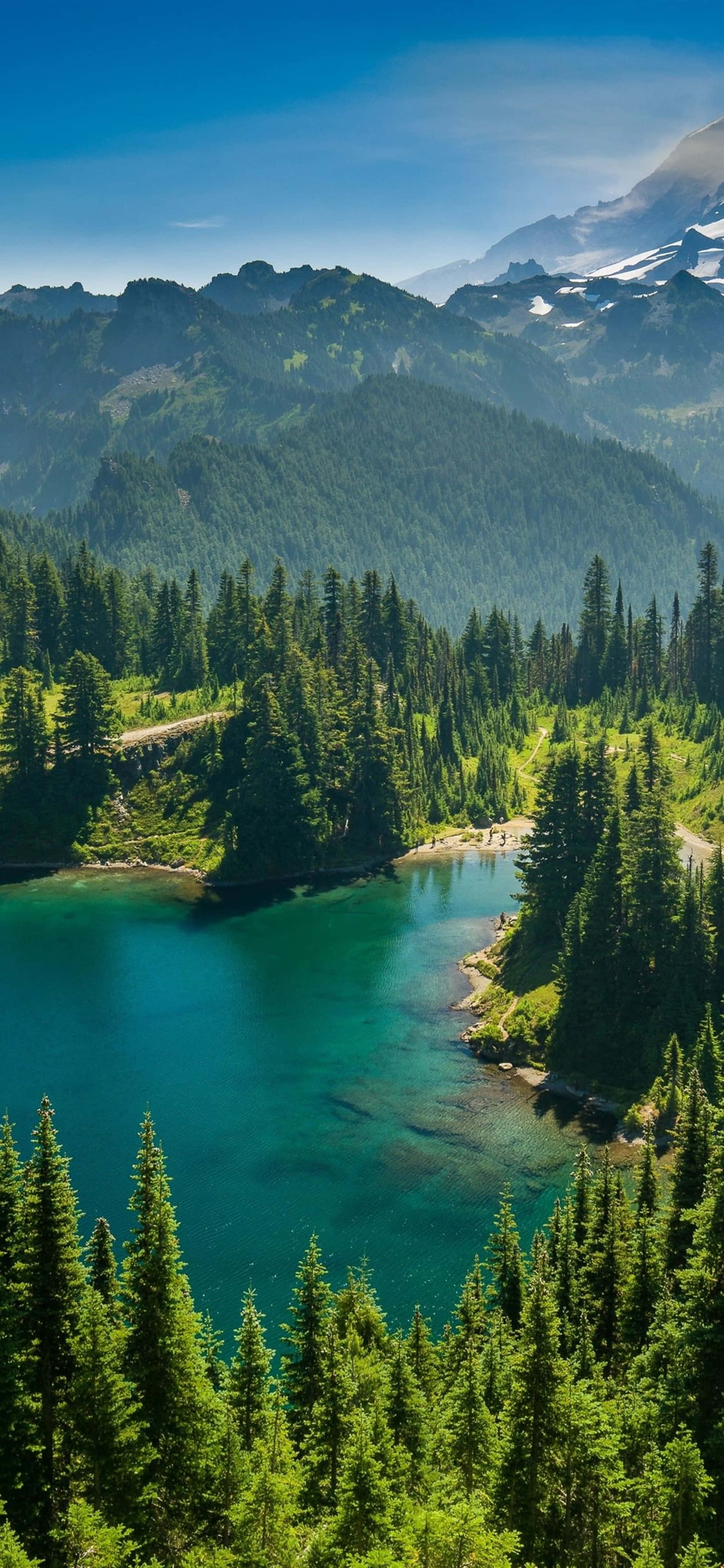 4K, iPhone, Pine Trees, 4K Phone Wallpaper