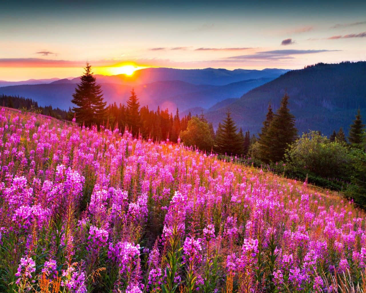 lavender flowers field, mountain slope, sunset, HD Desktop Wallpaper