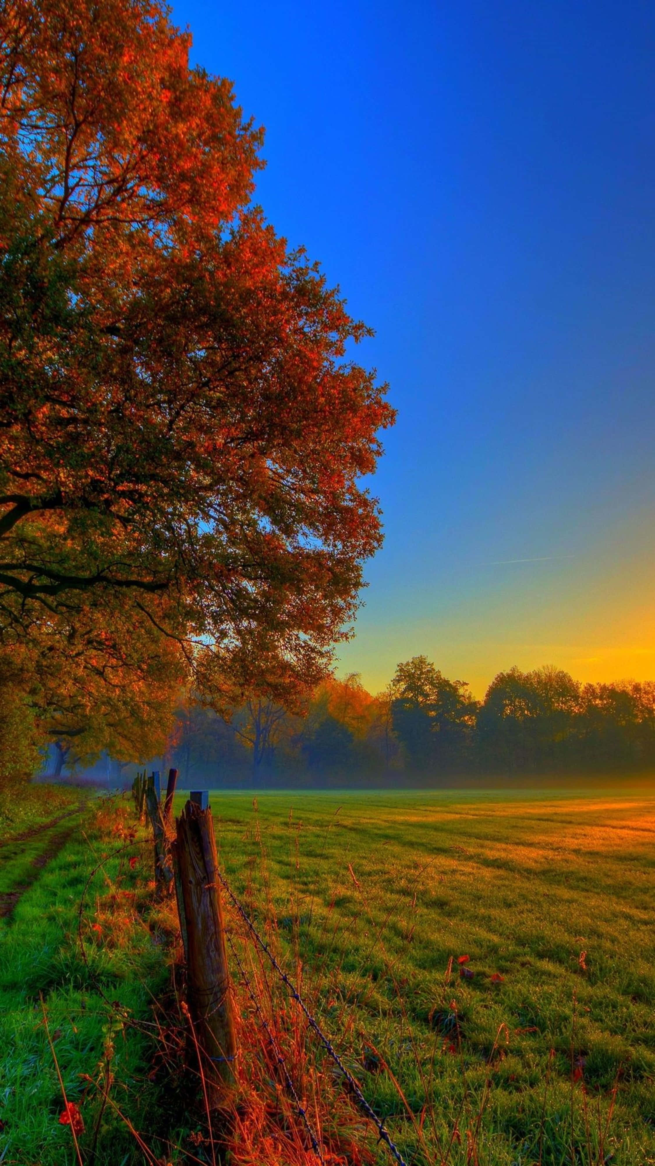 4K, iPhone, autumn tree, 4K Phone Wallpaper