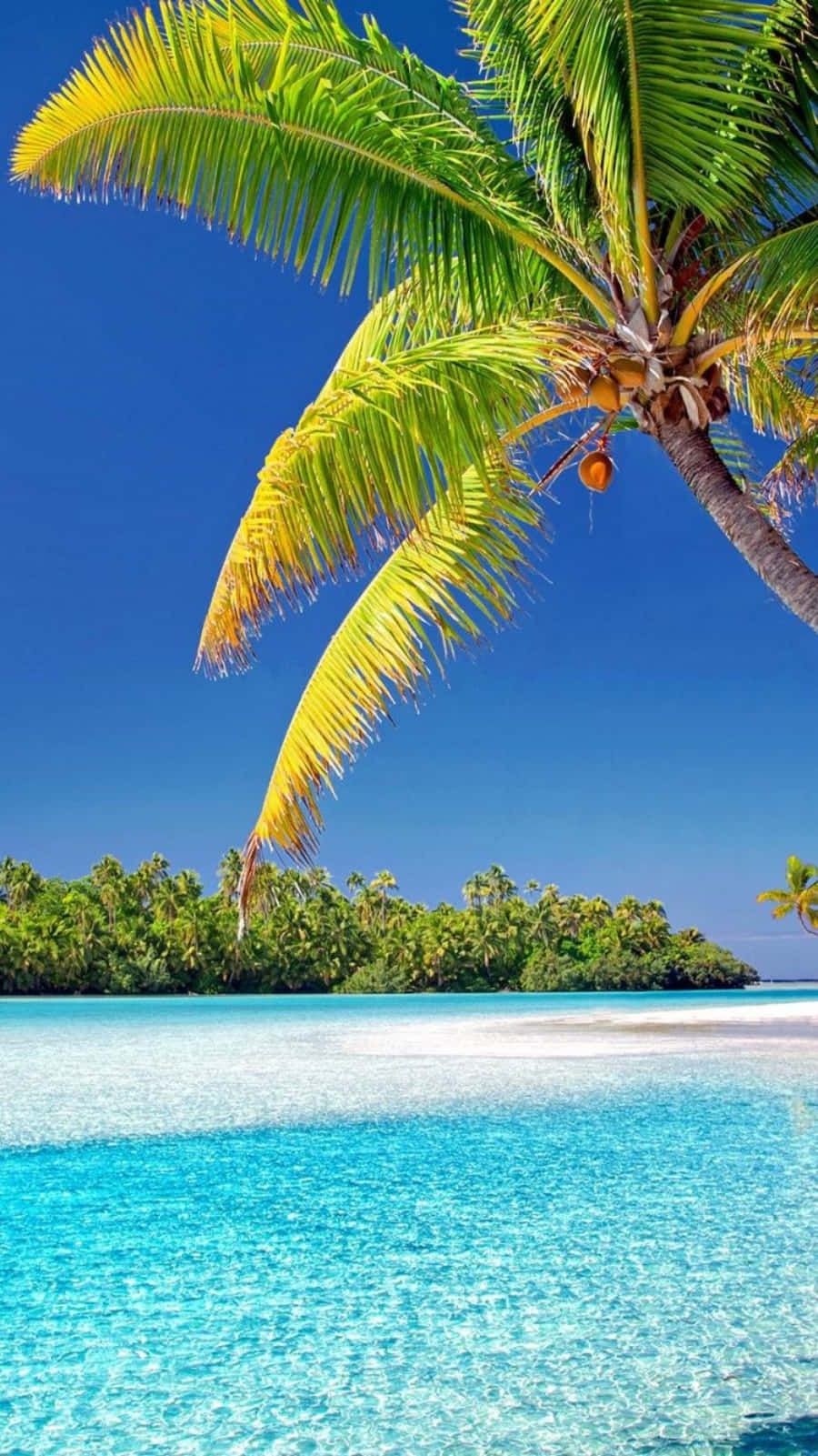 tropical beach, lush palm tree, crystal clear turquoise waters, HD Phone Wallpaper