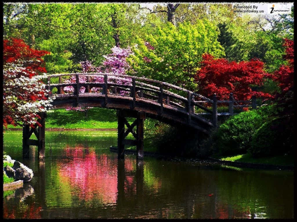 wooden arched bridge, calm pond, vibrant red white and pink flowering trees, SD Desktop Wallpaper