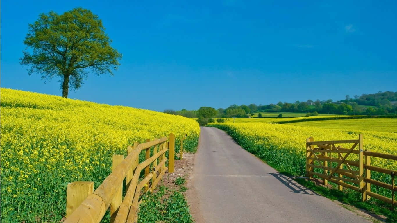 yellow rapeseed field, winding road, clear blue sky, HD Desktop Wallpaper