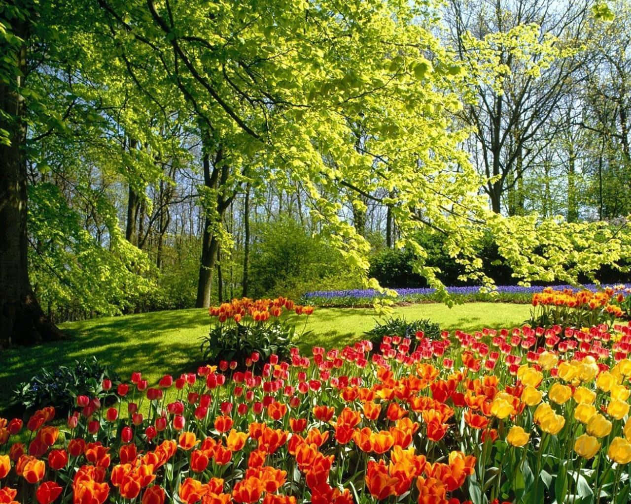 tulip fields, red orange, yellow, HD Desktop Wallpaper