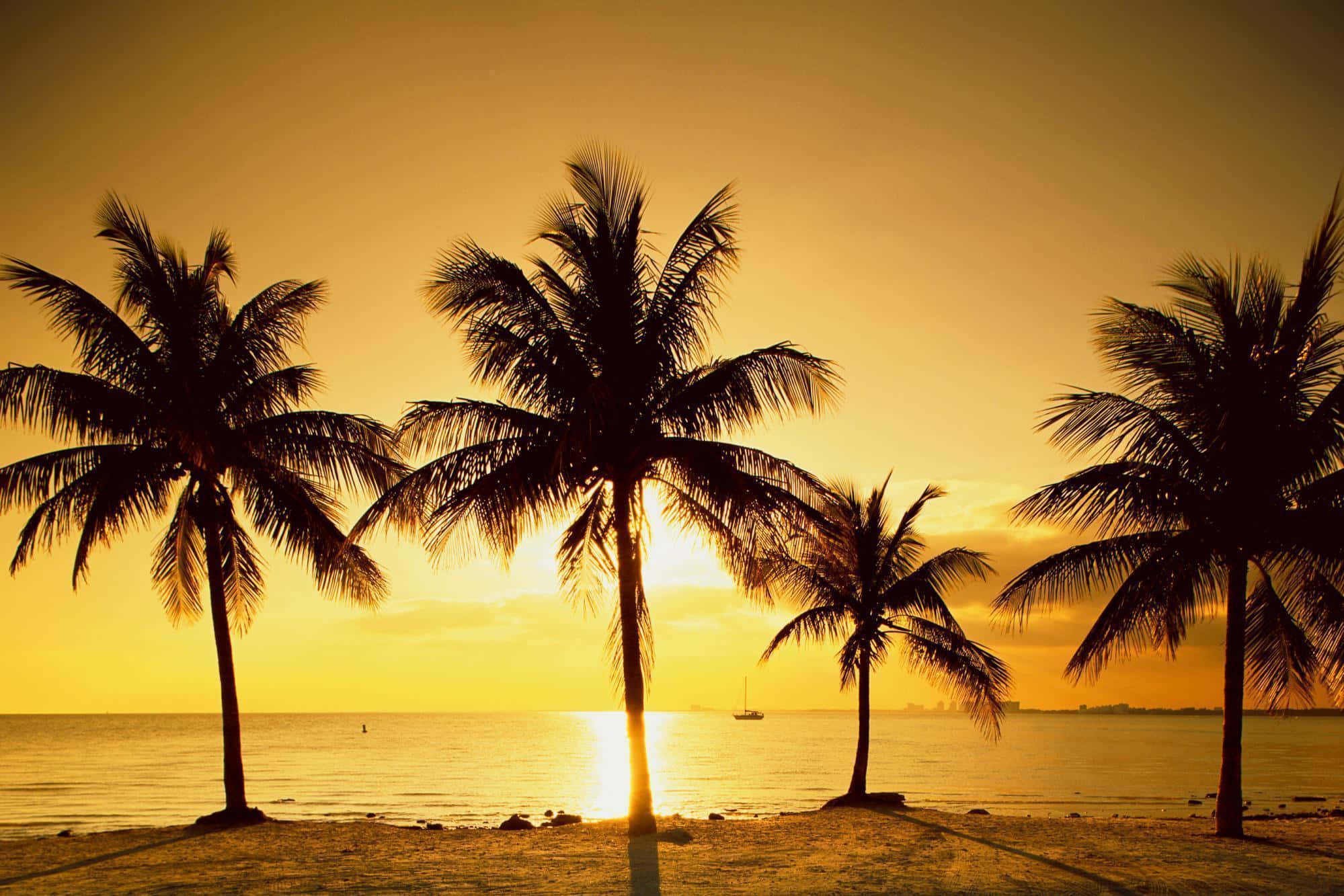 Scenic Desktop, palm trees, sunset, Full HD Desktop Wallpaper