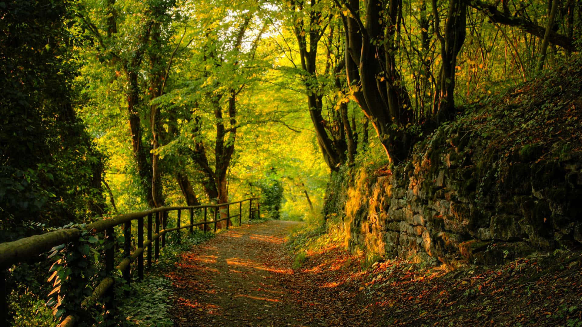 sunlit forest path, golden autumn trees, fallen leaves carpeting the ground, Full HD Desktop Wallpaper