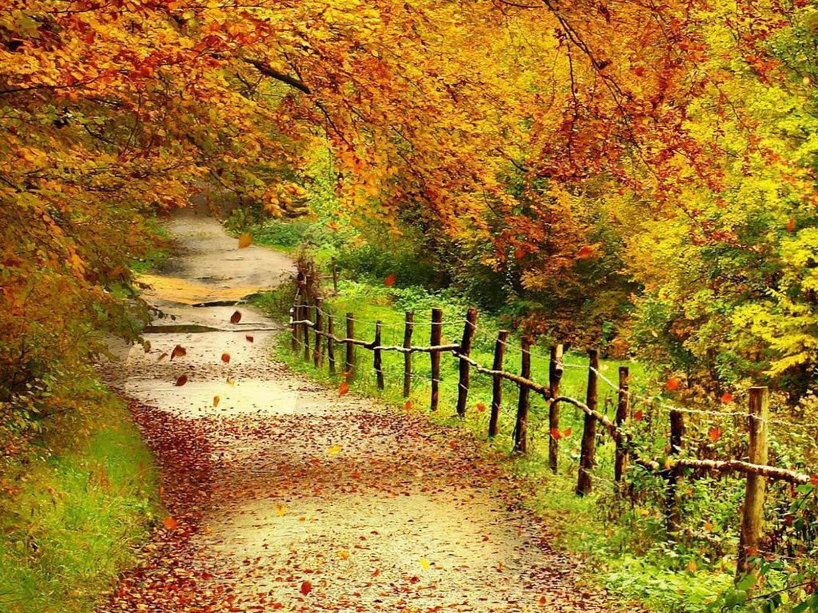 autumn forest, winding dirt path, fallen leaves, HD Desktop Wallpaper