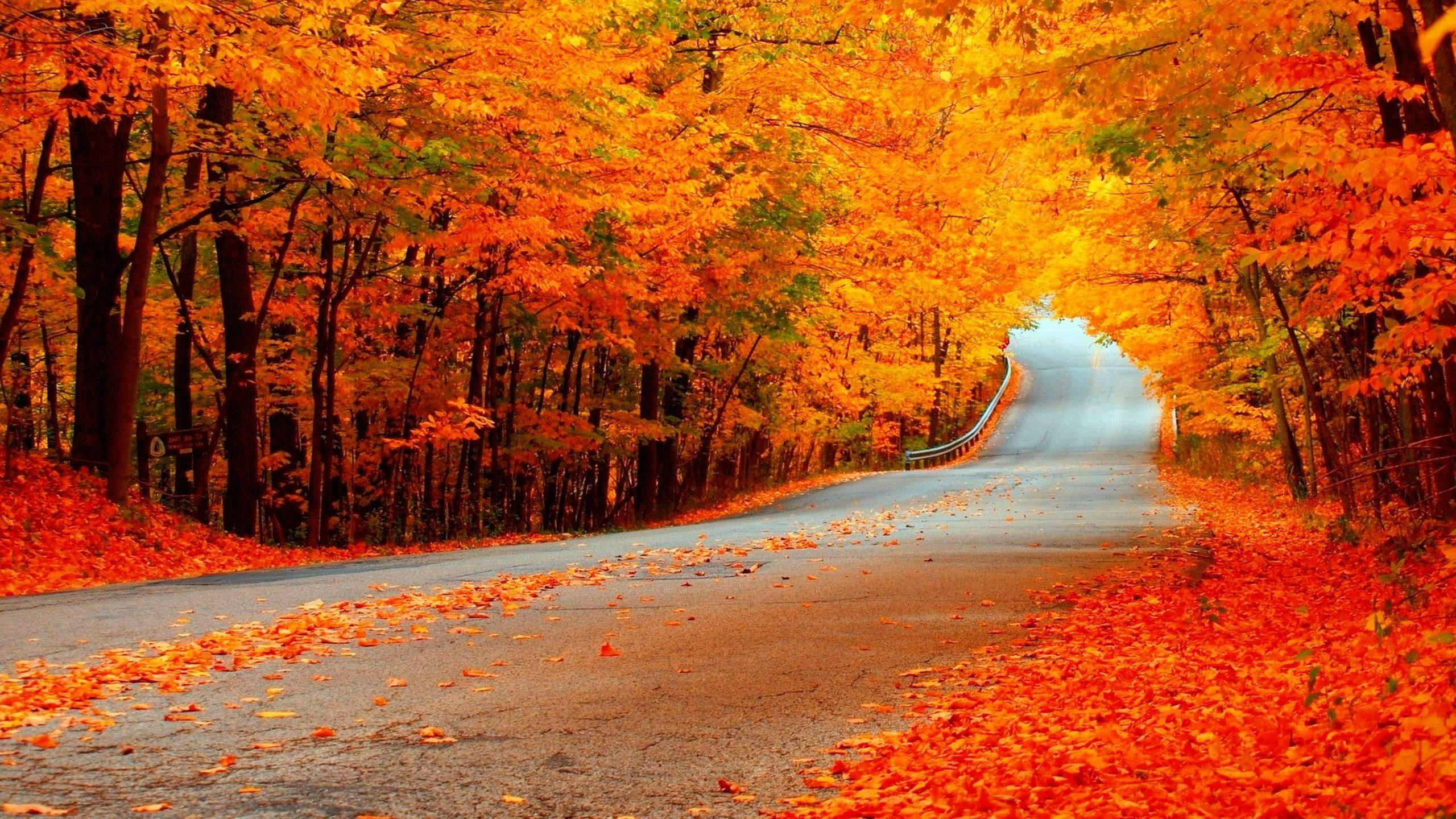 orange trees, fall, autumn, 2K Desktop Wallpaper