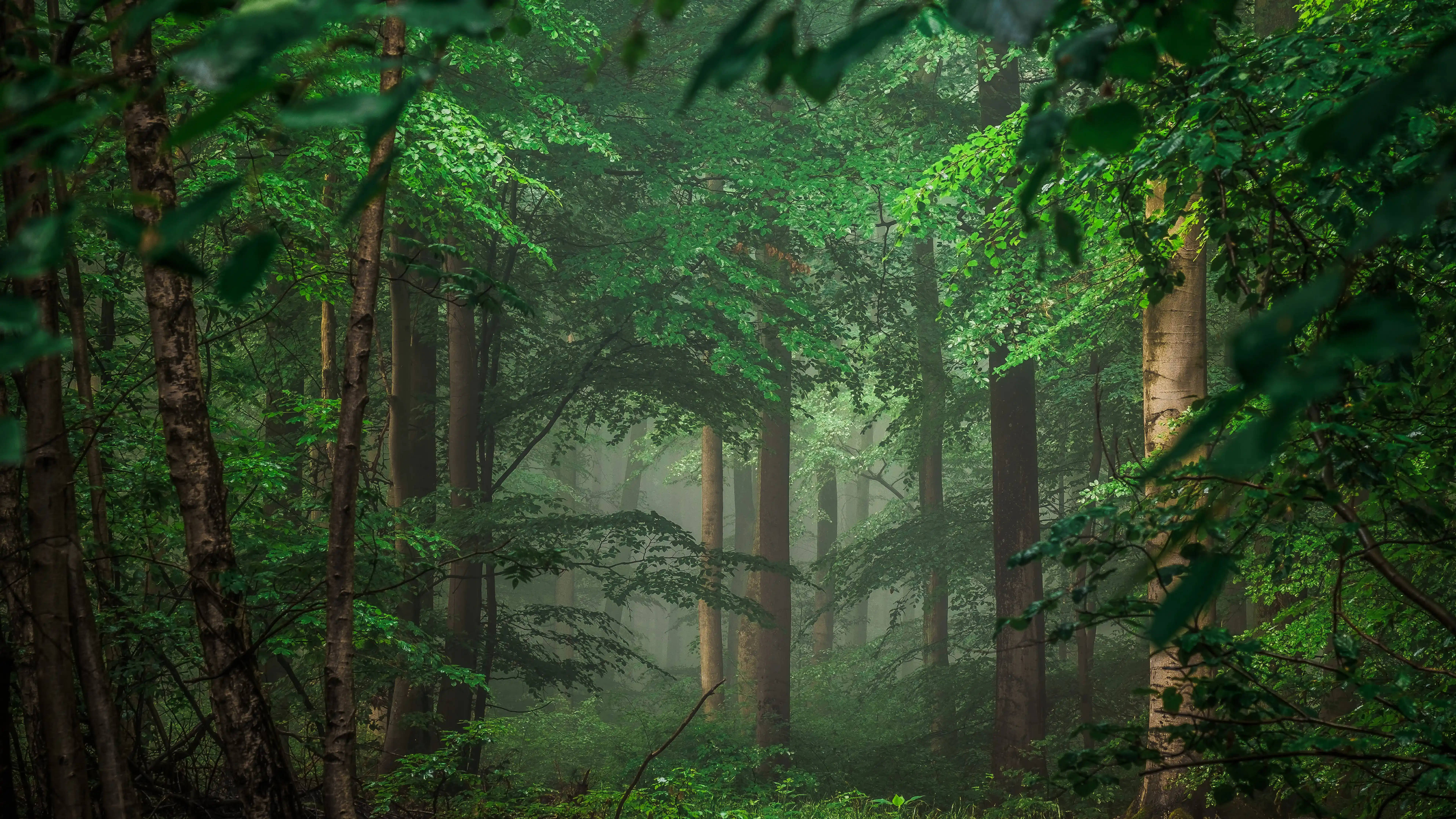 8k ultra hd, tropical forest, misty green forest, 8K Desktop Wallpaper