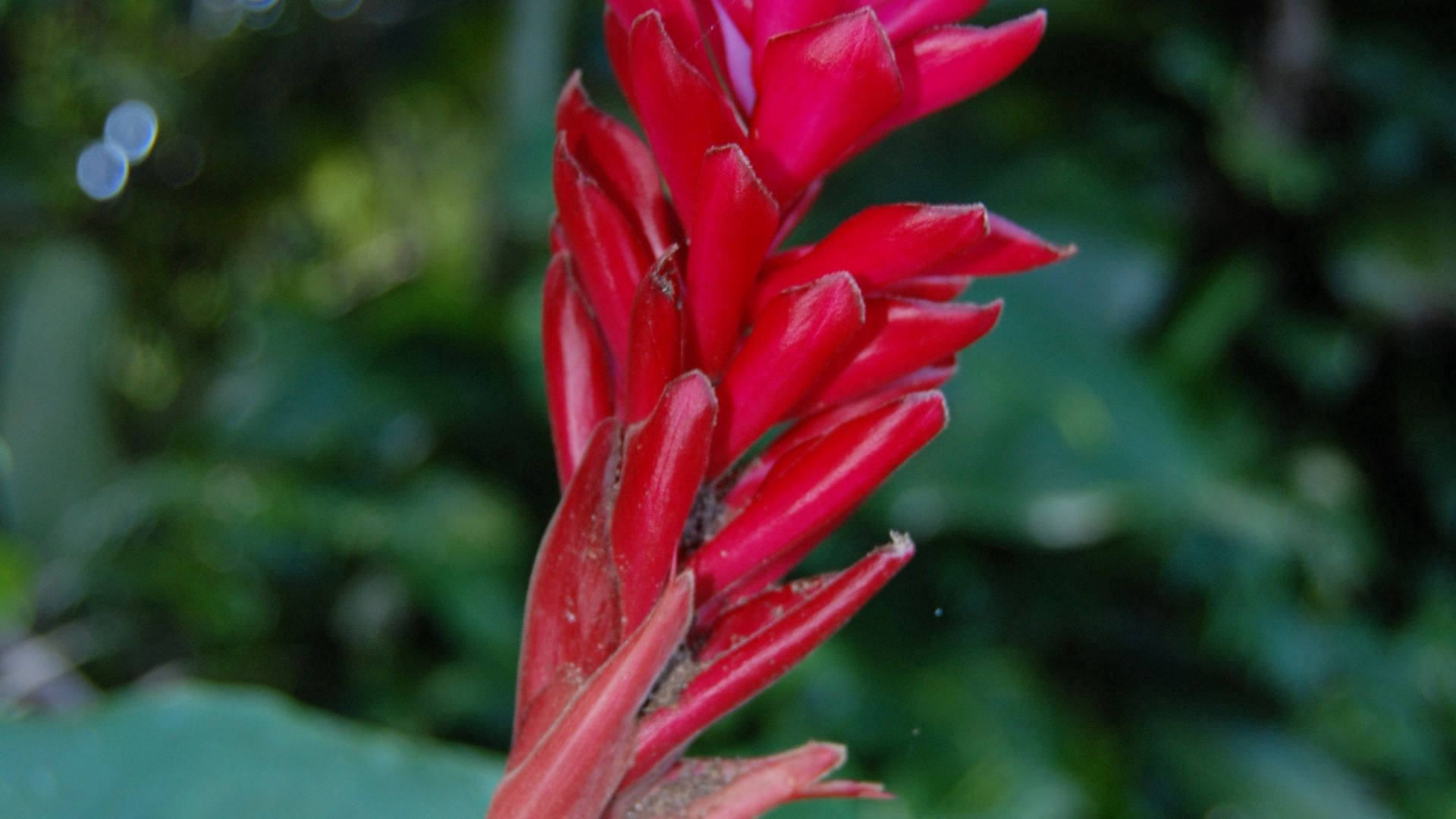 tropical red flower, heliconia, jungle, Full HD Desktop Wallpaper