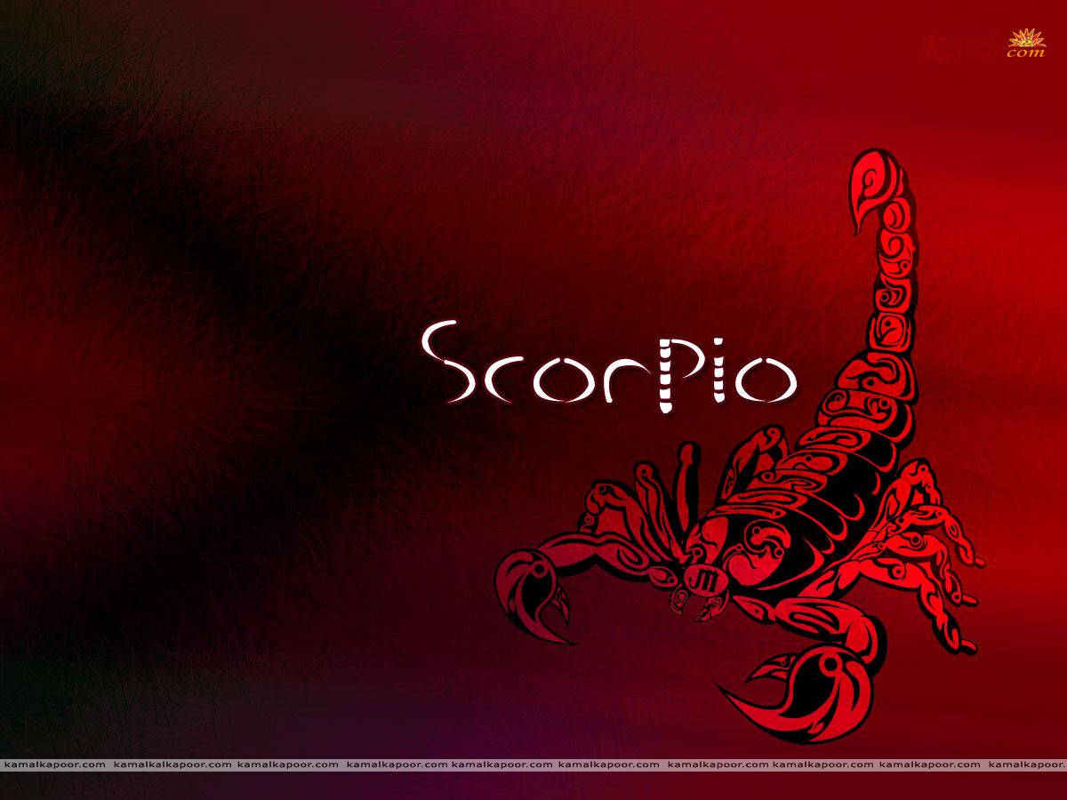 Red Scorpio, scorpion, gradient red and black background, SD Desktop Wallpaper