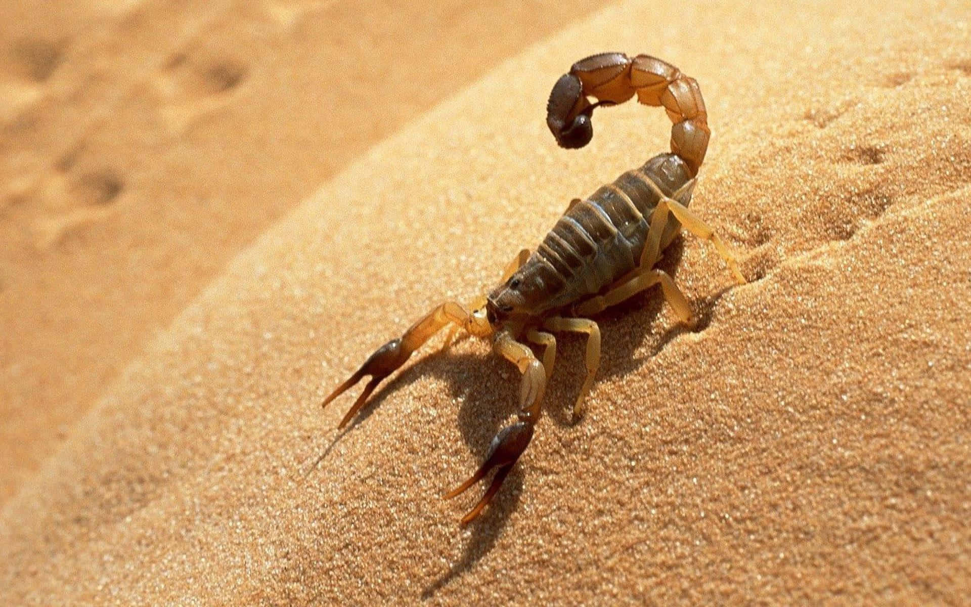 Scorpio Zodiac, scorpion, sunlit sand, Full HD Desktop Wallpaper