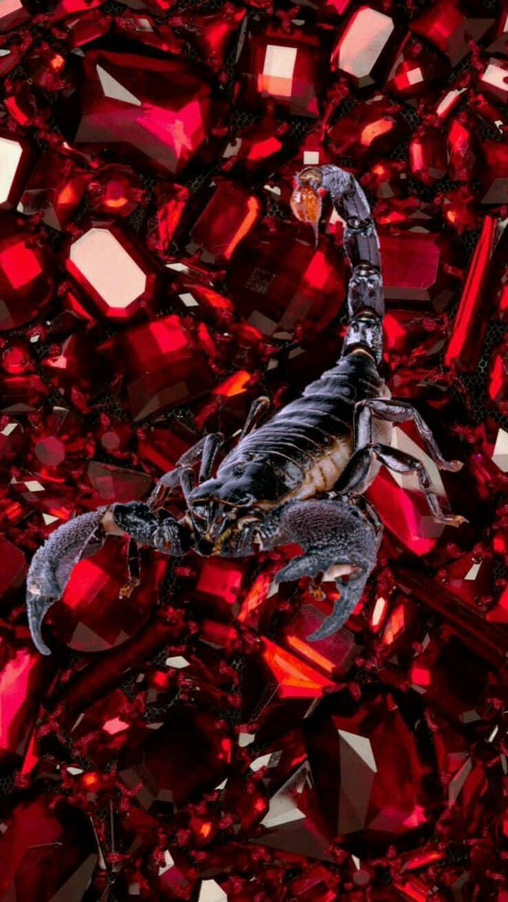 Scorpio, iPhone, glossy black, HD Phone Wallpaper