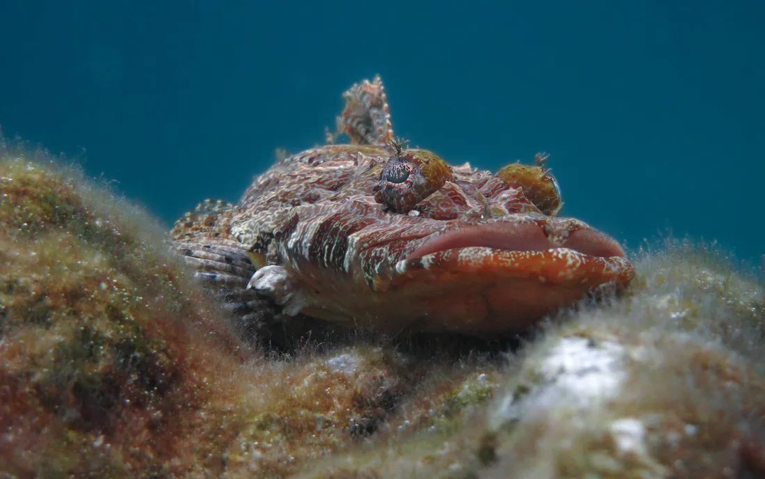 Scorpionfish