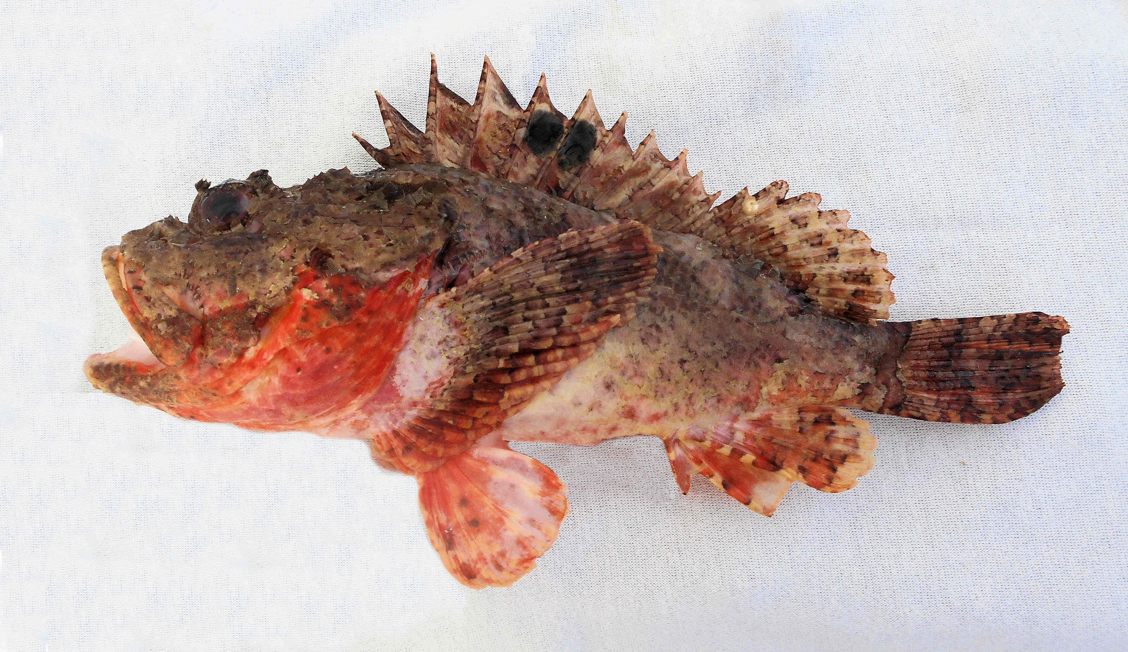 Red Scorpionfish, spiky scorpionfish, mottled brown and orange patterns, 4K Desktop Wallpaper