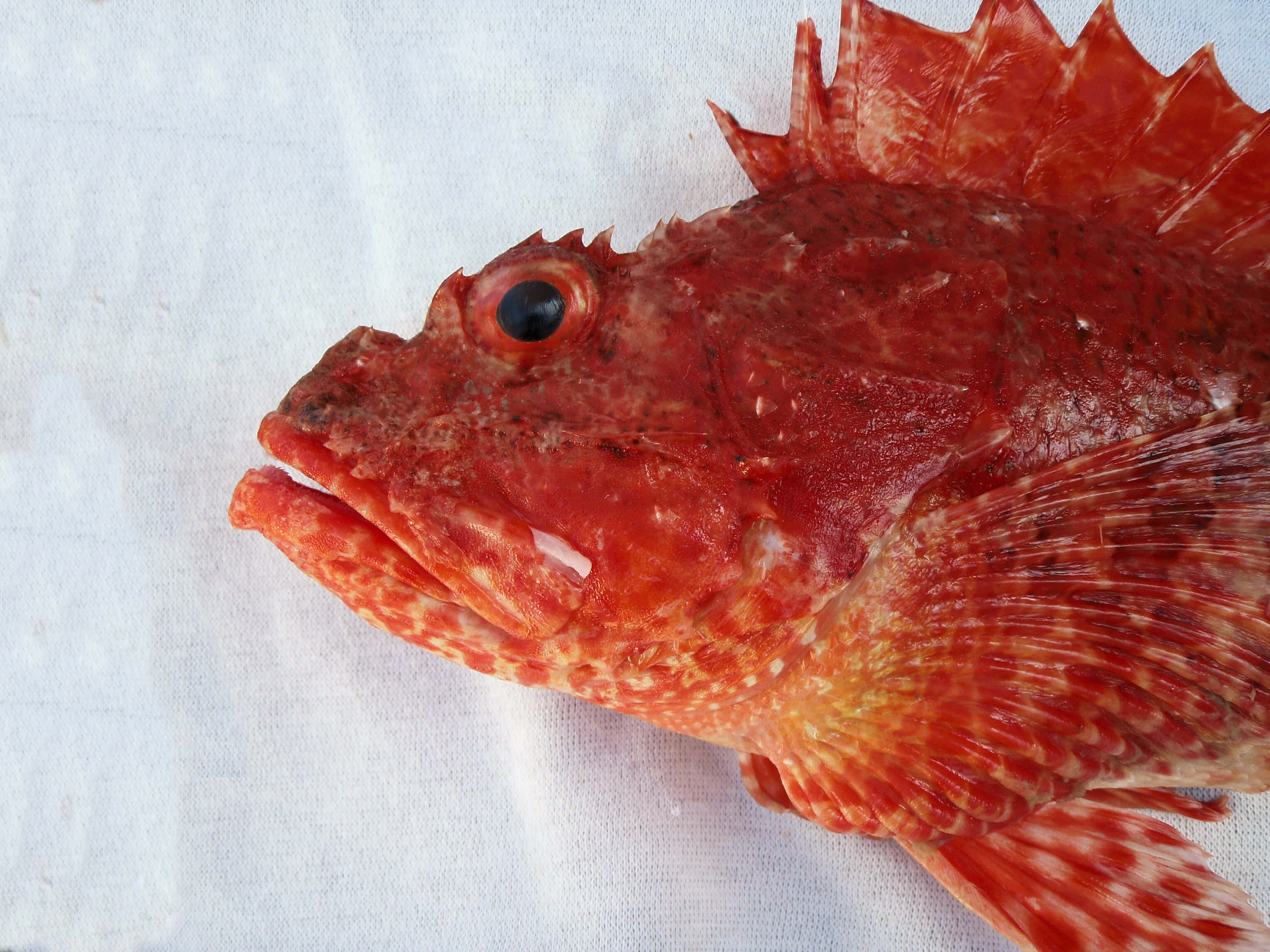 red scorpionfish, spiky, red, 2K Desktop Wallpaper