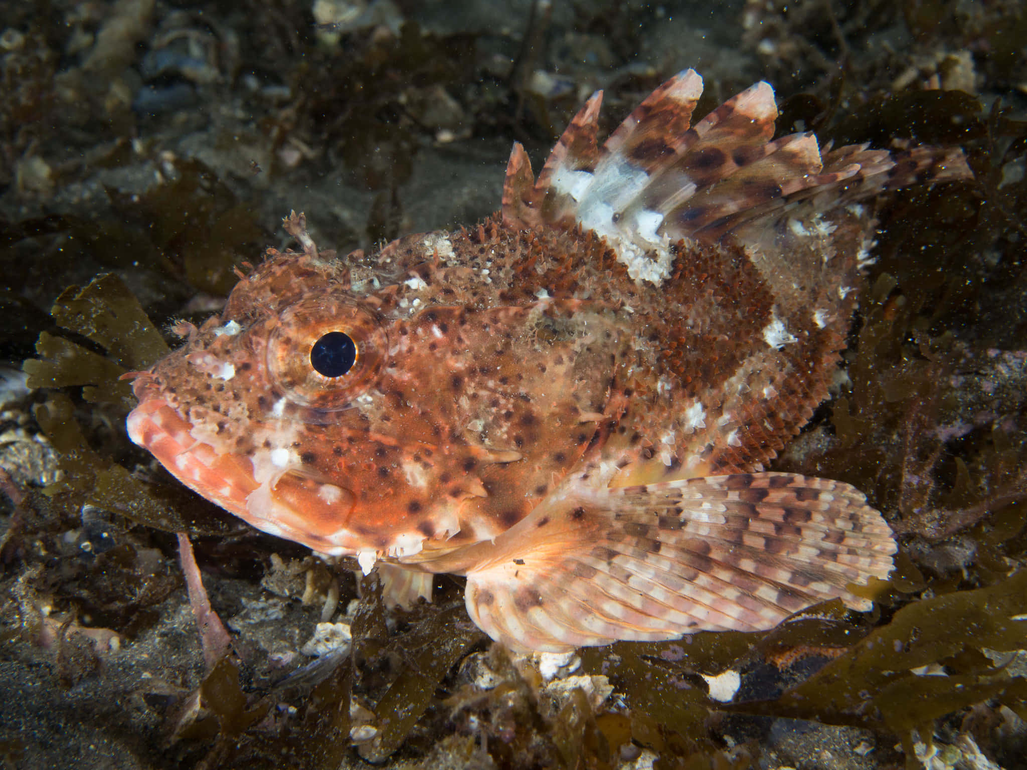 scorpionfish, deep ocean waters, spiky fins, Full HD Desktop Wallpaper